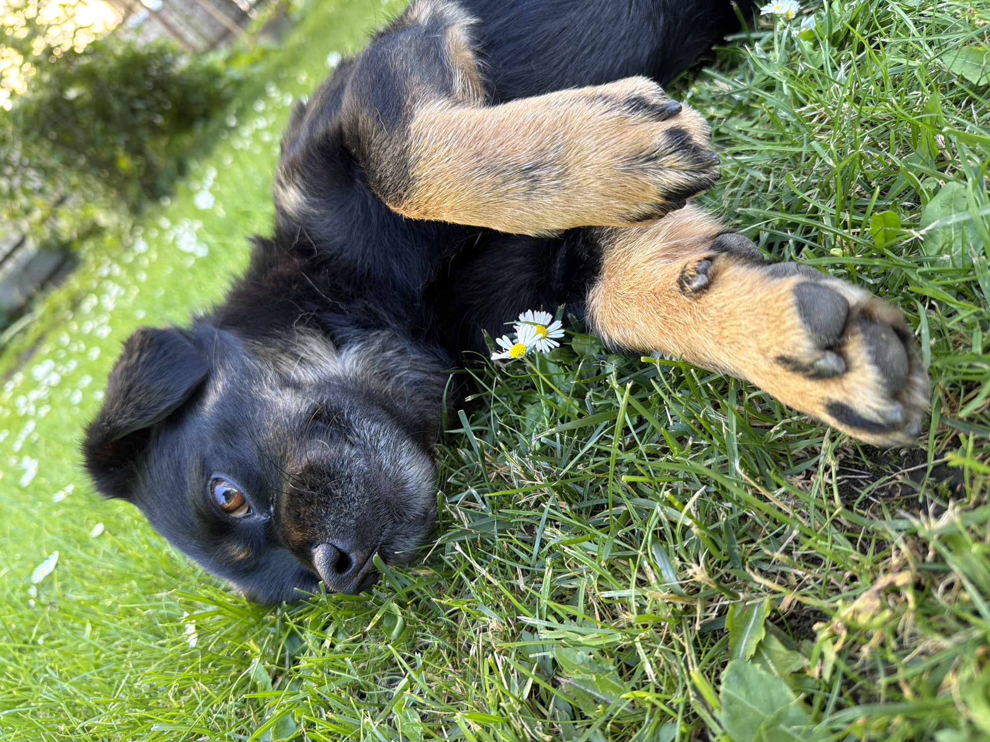 A black and tan puppy with light brown eyes lies on its side in a grassy area dotted with small white daisies. The puppy is facing left, with its head resting on the grass. Its front paws are crossed, and one paw is placed on its chest. The grass is lush and green, with some patches of brown earth visible. In the background, out of focus, is a blurred green bush and a fence. The overall impression is one of a peaceful, outdoor scene, likely in a garden or park. The specific location is a residential area in the city of Kozova, Ukraine.