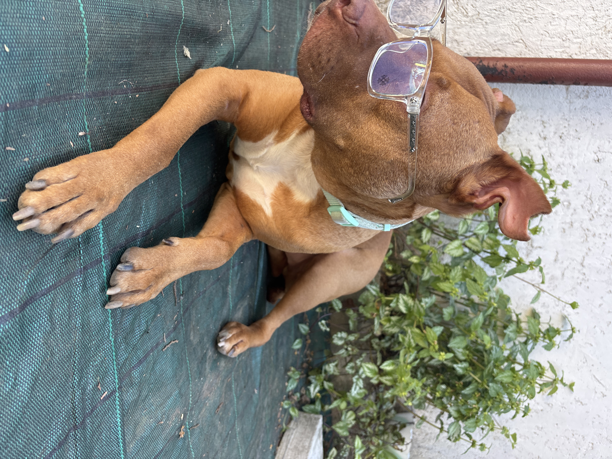 A medium shot depicts a brown dog lying on a green surface outdoors next to a wall. The dog has a white patch on its chest and is wearing blue tinted glasses on its head and a light blue collar around its neck. The dog is lying on a green surface with dark green stripes. Next to the green surface is a wall with a brown pipe running along it. A green plant is also visible between the wall and the dog. The location is Lom, Bulgaria, as specified in the instructions.