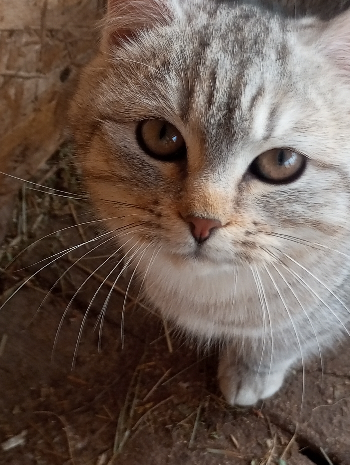An upward-angle close-up photograph depicts a domestic cat in the city of Яромаска, Russia. The cat exhibits light grey and beige-toned fur with subtle darker tabby stripes, prominent amber-brown eyes, a small pink nose, and long white whiskers fanned outwards. Its head is slightly tilted, and its gaze is directed forward and slightly upward, engaging directly with the camera's perspective. The cat's left front paw is visible in the lower right portion of the frame. The immediate environment consists of dark earthen ground with scattered dry grass or hay strands, while a light-colored wooden plank or panel structure is visible in the upper left background.
