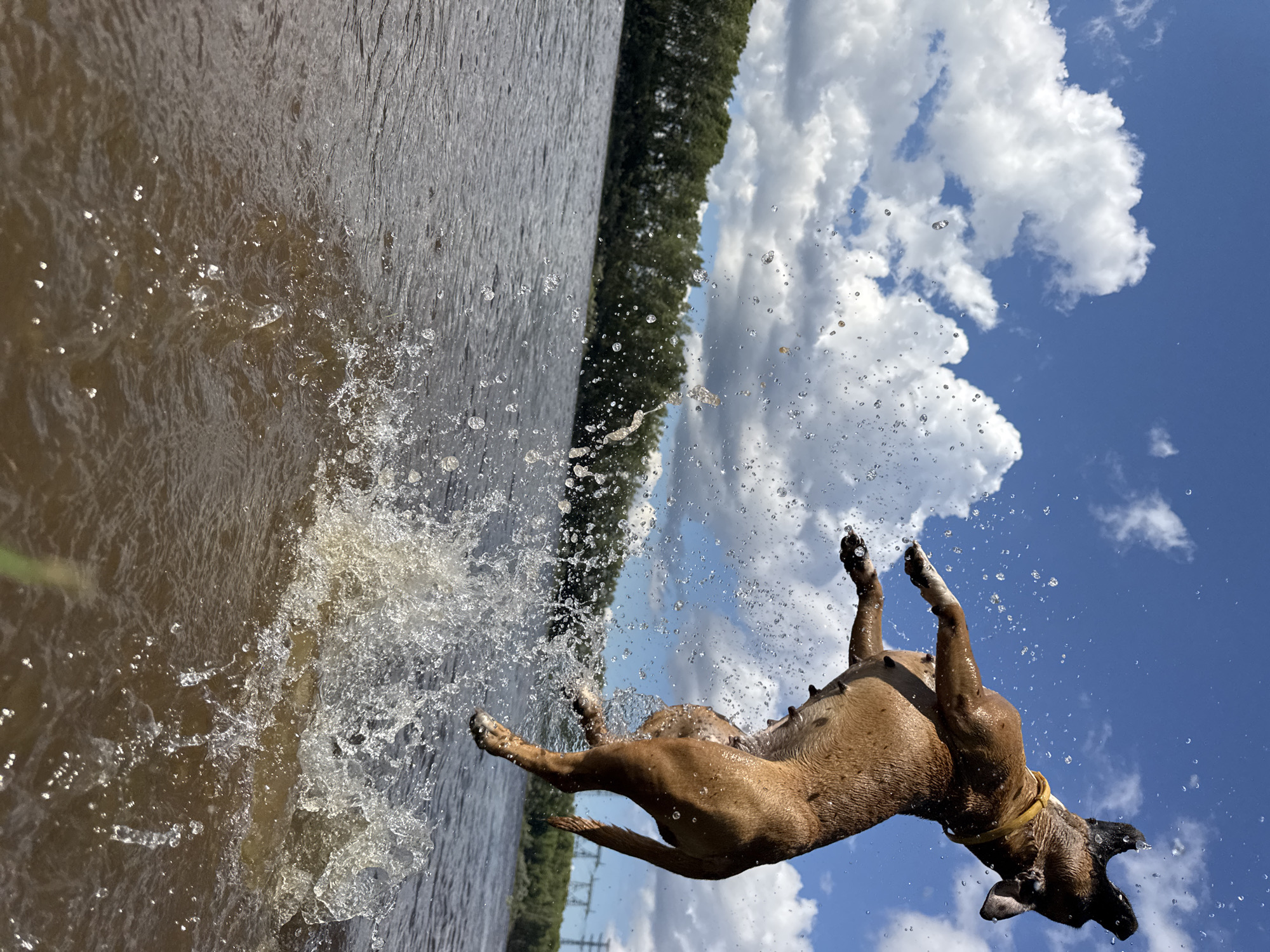 This is a vertical, low-angle, action shot of a brown dog mid-air, seemingly diving or jumping into water. The dog is captured at the apex of its leap, with all four paws extended and its body in a dynamic pose, suggesting vigorous movement. Water droplets are dramatically splashed around the dog, highlighting the splash it created or is about to create.
The setting appears to be a natural body of water, possibly a river or lake, given the muddy brown color of the water and the presence of a tree line in the background. Beyond the trees, a bright blue sky with fluffy white clouds is visible, indicating fair weather and likely daytime. The sun is bright, casting highlights on the water and the dog's wet fur.
The dog is wearing a yellow collar. The overall mood is one of energy, playfulness, and excitement, typical of a dog enjoying water activities. The unusual orientation of the image, with the water to the left and the sky to the right, emphasizes the dog's aerial movement. No text is visible in the image. The location context provided is Chaikovsky, Russia, which could imply a riverside or lakeside park common in such locations.