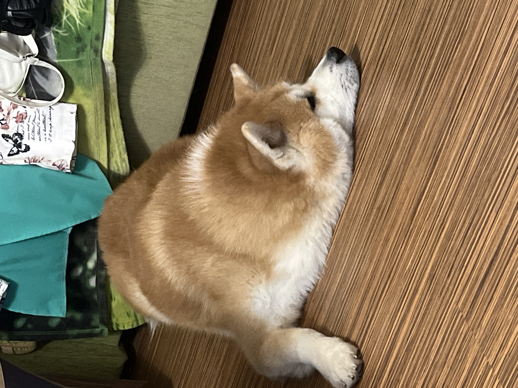 An Akita dog is lying on its stomach on a wooden floor. The dog is facing to the right of the frame and appears to be resting or sleeping. The dog is predominantly orange and white in color. In the background, there is a green patterned fabric and a teal-colored fabric draped over what appears to be furniture. There are also some papers with writing and an image of a butterfly on the fabric. The lighting suggests the image was taken indoors during the daytime. No specific location within Minsk, Belarus can be determined from the image.