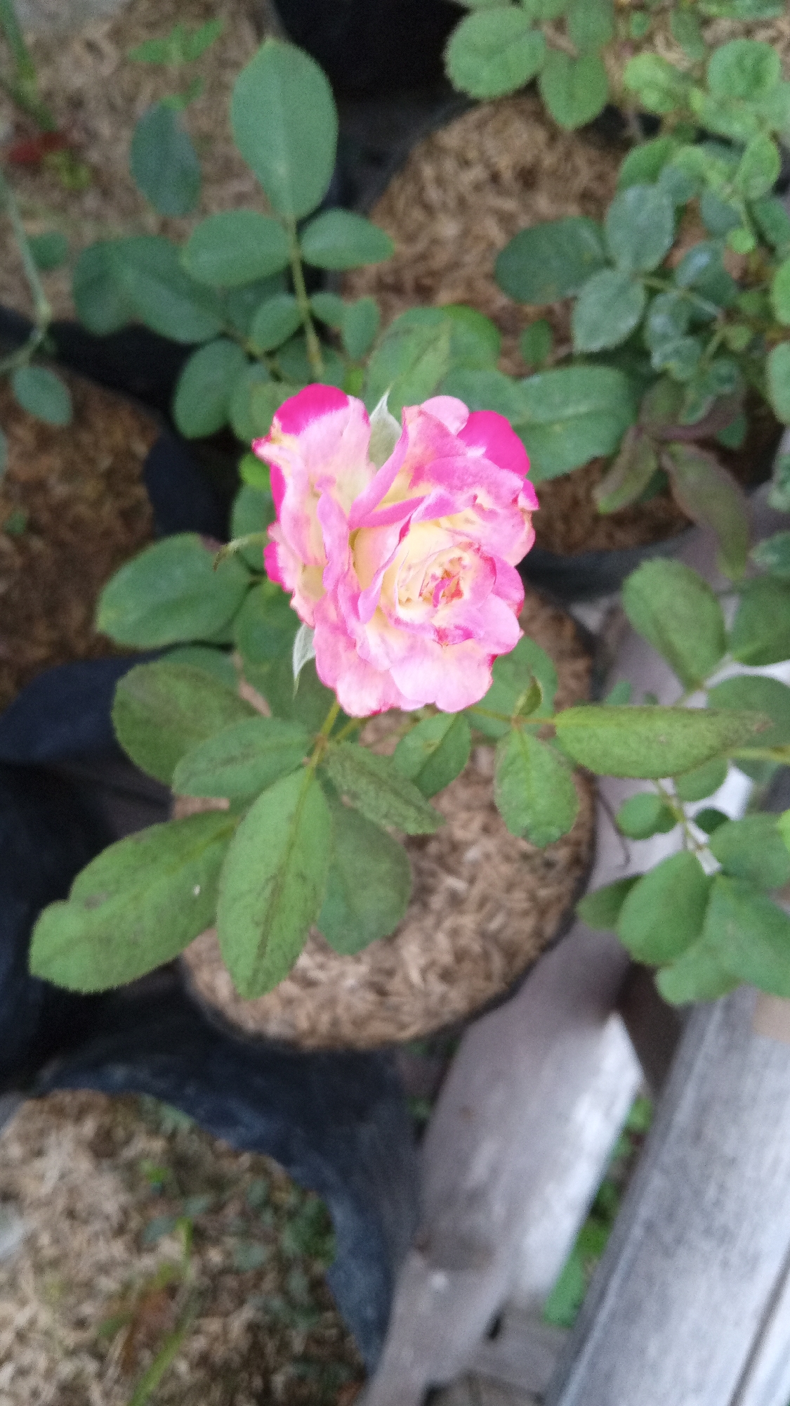 A close-up, slightly out-of-focus overhead shot captures a bi-colored rose in bloom. The rose's petals display a gradient of pink on the outer edges, transitioning to a lighter yellow or cream color towards the center. Several green rose leaves surround the flower, some showing brown spots. The rose appears to be planted in a black plastic pot filled with mulch. In the background, other potted plants and dark plastic bags are visible, suggesting an outdoor garden setting. The scene is located in Uteunreutoh, Indonesia.