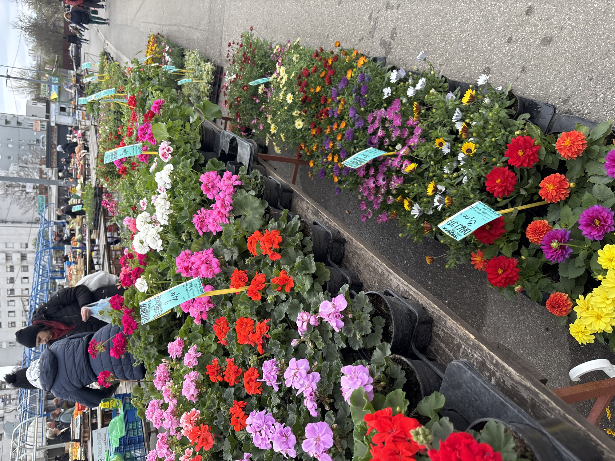 The image depicts a flower market located in Zagreb, Croatia. Rows of potted flowers in various colors including red, pink, white, yellow, orange, and purple are displayed on tiered wooden stands. The flowers include dahlias and geraniums. Turquoise price tags are inserted into many of the pots. People are present, some browsing the flowers. The background includes urban buildings and a grey sky. The surface under the flower stands appears to be a grey paved area.