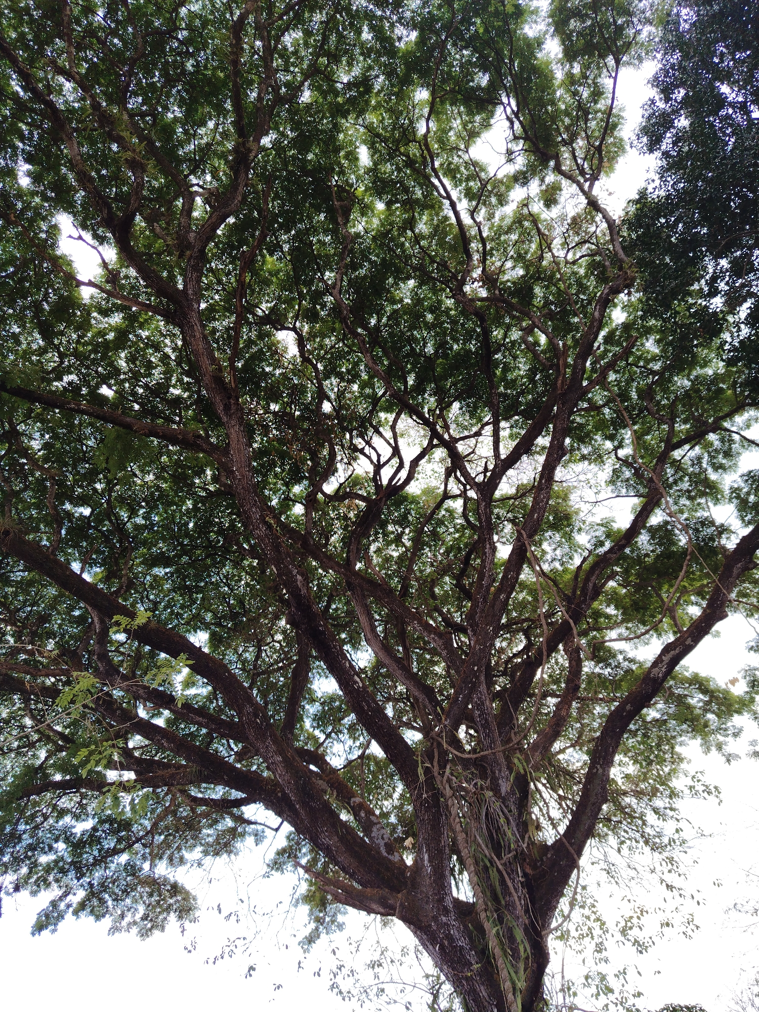 The image is a low-angle shot of a large, mature tree with a dense canopy. The tree has thick, gnarled branches that spread out widely. The leaves are a mix of green hues, and some branches have vines or moss growing on them. The sky is visible through gaps in the foliage, appearing bright and slightly overcast. Based on the presence of this type of tree, the image is potentially located in Los Leoncitos, Venezuela.