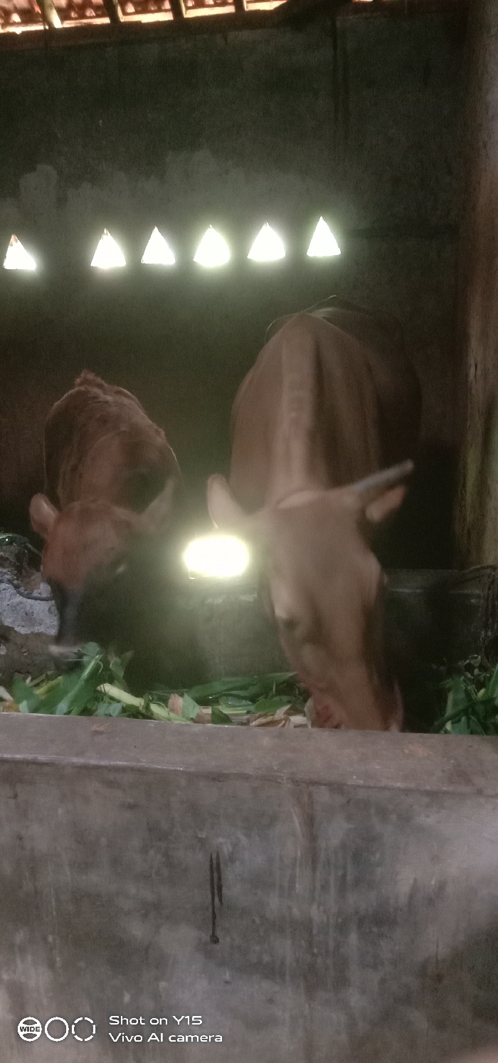 The image depicts two bovines, likely cattle, within an enclosed, dimly lit structure in Ranugedang, Indonesia. A larger, light brown cow with visible horns is positioned on the right, lowering its head to consume green foliage from a feeding area. To its left, a smaller, darker brown bovine, possibly a calf, also feeds on the foliage. Both animals are partially obscured by an intense circular light glare emanating from an unspecified source positioned between them at eye level. Above the animals, a concrete wall features a horizontal row of seven distinct, illuminated triangular openings. Further above, exposed wooden rafters and orange-brown roof tiles are visible. In the immediate foreground, a weathered concrete structure or barrier extends across the bottom third of the frame. The overall scene suggests a stable or barn. The image includes a watermark indicating "Shot on Y15 Vivo AI camera."