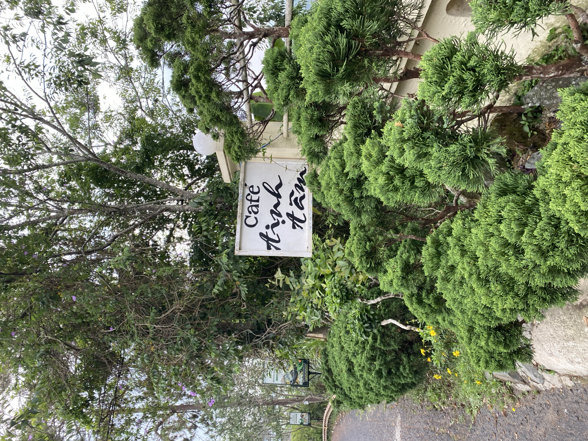 The image shows the entrance to "Cafe Tinh Tam" in Da Lat, Vietnam. A sign with the cafe's name in stylized script is visible, partially obscured by foliage. The sign is mounted on a post structure with a spherical lamp on top. Lush, sculpted evergreen shrubs and trees frame the sign. A paved walkway leads into the cafe, with other signs and trees visible in the distance. The sky is overcast, and the lighting is diffused.