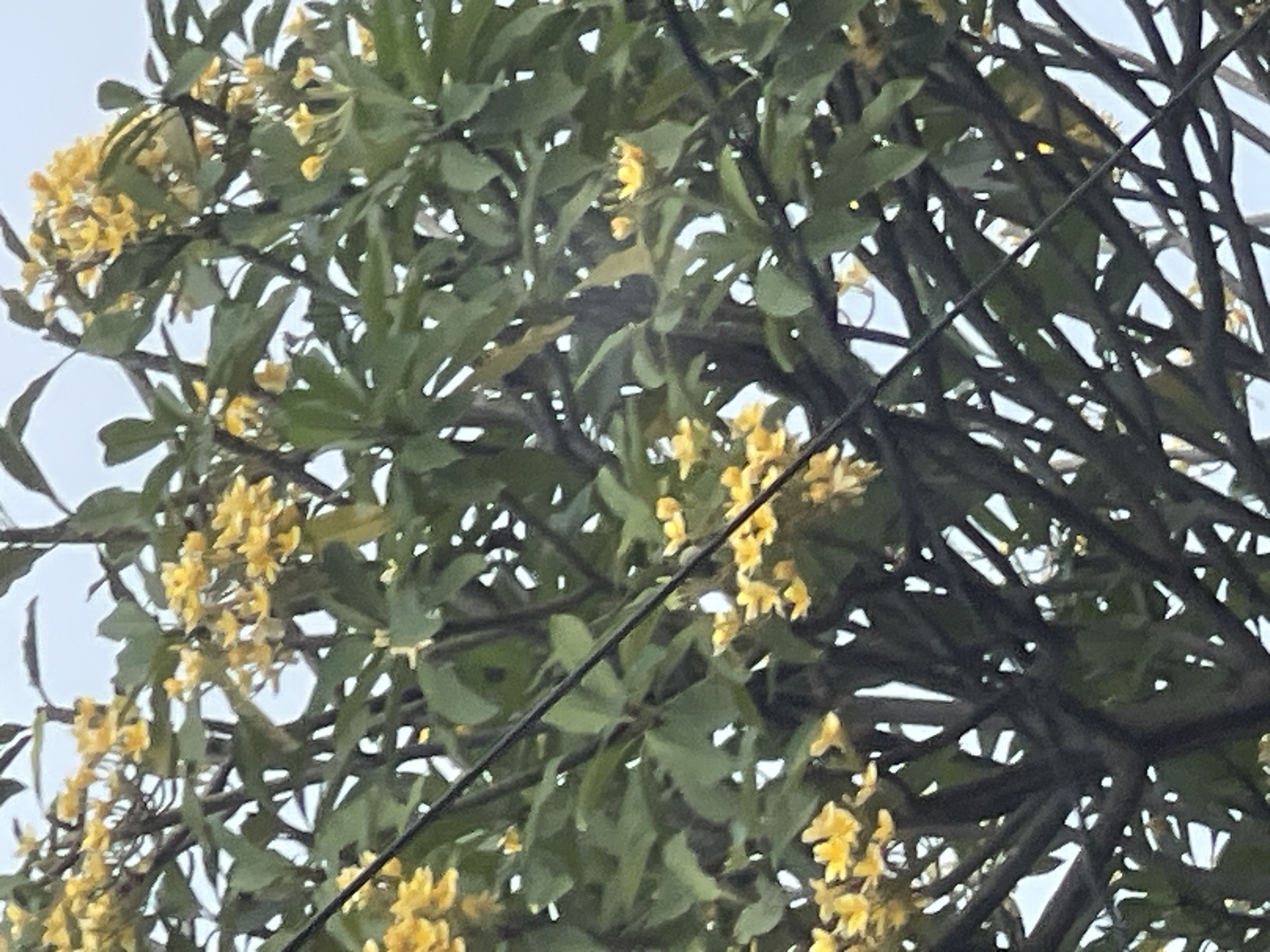 This media file is a close-up shot of a tree with vibrant green leaves and clusters of small yellow flowers. The tree appears to be in bloom, with the yellow flowers scattered throughout the foliage. The branches are dark and somewhat thick, creating a dense canopy. Intertwined with the branches and leaves are thin, dark lines, likely electrical wires, which crisscross the frame.
The background is a soft, pale blue, suggesting an overcast sky. The lighting is diffused, indicating it might be a cloudy day or possibly early morning or late afternoon. The overall impression is one of natural beauty, with the bright yellow flowers providing a cheerful contrast to the deep green leaves and dark branches.
There are no people or specific objects other than the tree and the wires. The scene is set in an outdoor environment, likely in South Tangerang, Indonesia, as suggested by the location context. The focus is entirely on the natural elements of the tree and its flowers, with the wires introducing a man-made element that interrupts the natural scene. There is no visible text in the image. The image does not convey a specific emotion but rather a peaceful, arboreal scene.