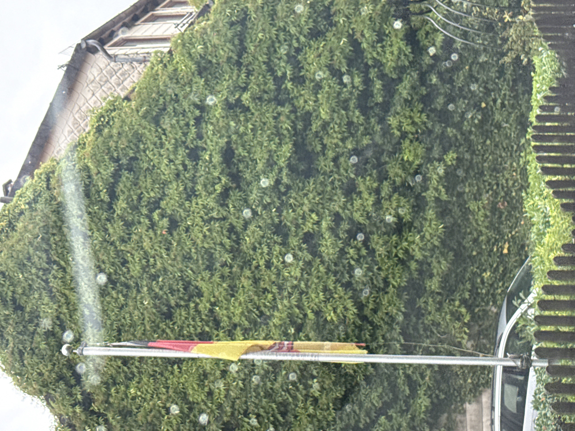 The image depicts a tall, silver flagpole positioned in the foreground, to the left of the frame. A German flag, featuring horizontal stripes of black, red, and yellow, is attached to the flagpole and hangs vertically. Behind the flagpole and the flag, a building covered in dense green ivy is visible. The ivy forms a thick, lush covering over the building's facade, obscuring most of its architectural details. The top portion of the building reveals a section of a tiled roof and what appears to be a window with wooden trim. In the lower part of the image, the top of a white car is visible, partially obscured by greenery and a dark wooden fence. The scene is outdoors, with a muted, overcast sky suggested by the lighting conditions. The location is identified as Bad Sachsa, Germany.