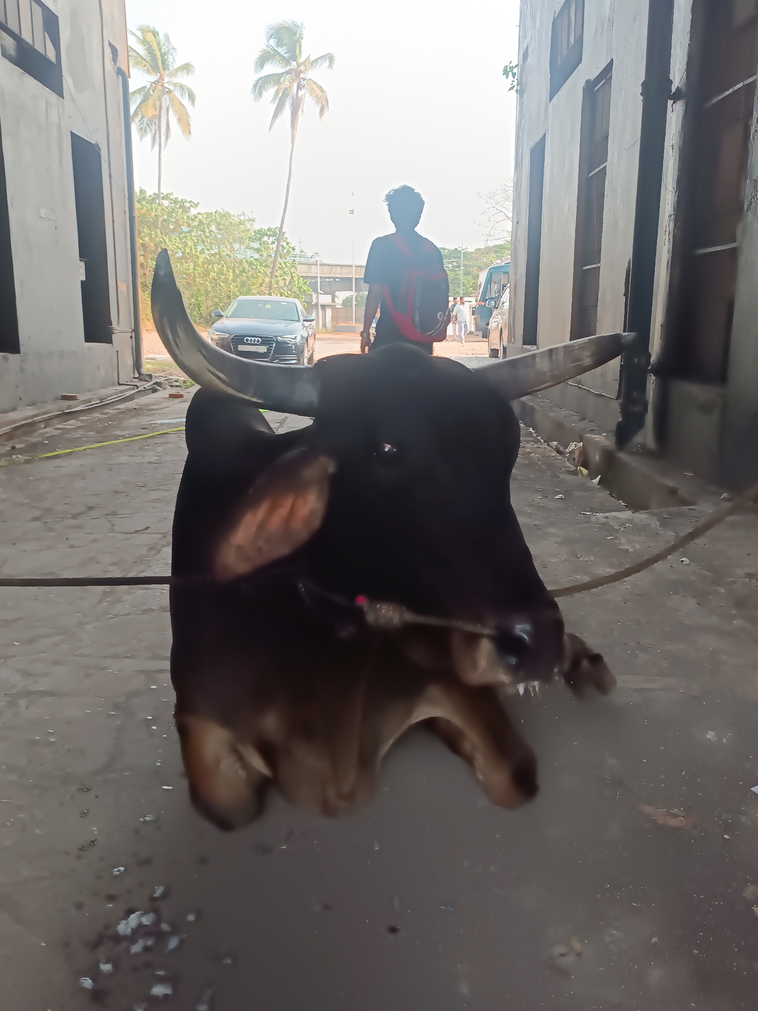 A black cow with long horns is lying on a grey concrete surface, tethered by a rope. The location appears to be a narrow street or alley in Kalamassery, India, flanked by tall, weathered buildings on both sides. The background reveals a man with a backpack walking away from the camera, along with a black Audi sedan and other people in the distance. Palm trees are visible in the background.