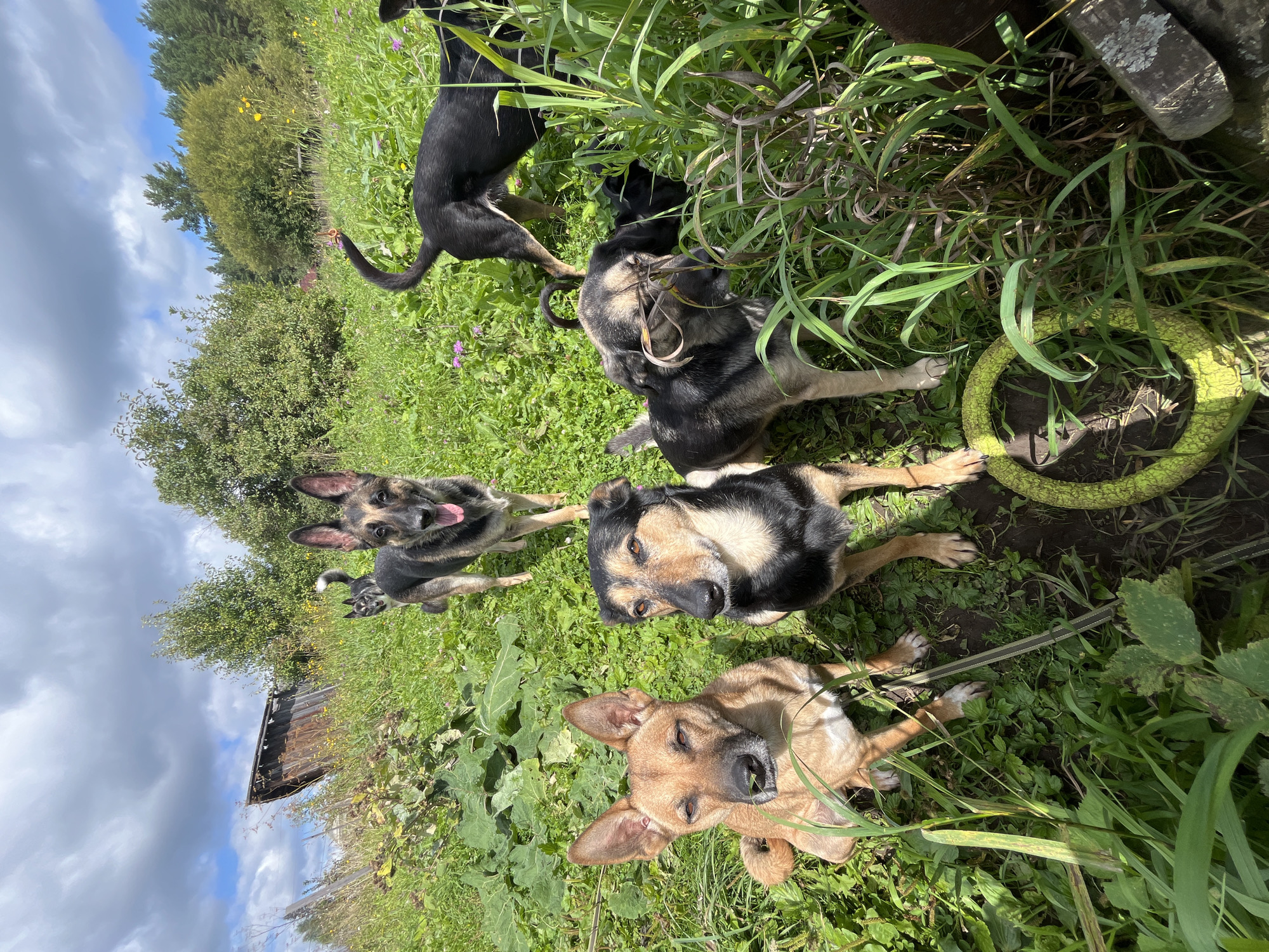 Five dogs are in a grassy, outdoor setting. The dogs are of various breeds and sizes. One dog, a German Shepherd mix, is in the foreground, looking directly at the camera with its tongue out. To its right, another German Shepherd mix is also looking at the camera. In the background, two other dogs, one black and one a mix of black and tan, are visible. The environment appears to be a rural or semi-rural area, with trees and a dilapidated wooden structure in the background. The ground is covered in grass and weeds, with a yellow toy ring in the lower right corner. The sky is cloudy with patches of blue. The scene does not provide any specific indicators to determine its location within Nizhny Tagil, Russia.