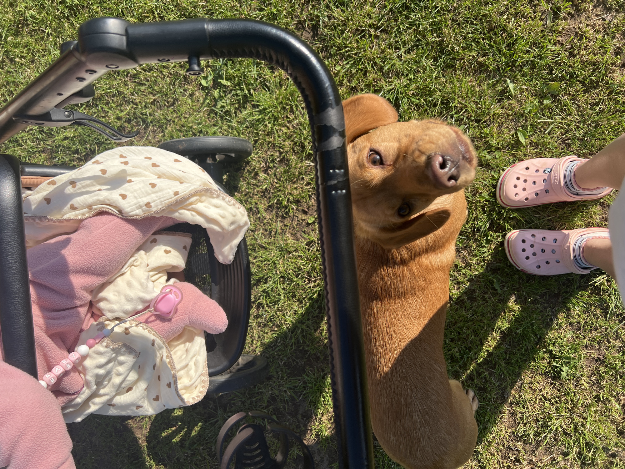 An overhead view captures a casual outdoor scene featuring a dog, a baby stroller, and a person's feet on a sunny day in Chaikovsky, Russia.
The main subjects include a light brown dog, possibly a Labrador or similar breed, positioned on the right side of the frame. The dog is looking directly upwards towards the camera with wide, curious eyes and an uplifted snout, suggesting it's interacting with the person holding the camera. Its body is partially visible, stretching from the middle right towards the bottom right.
On the left, a black baby stroller occupies a significant portion of the image. Inside the stroller, there are multiple blankets and soft items in shades of pink and cream. One blanket is cream-colored with small brown heart patterns. Attached to one of the pink blankets is a white and pink pacifier chain with beads spelling "BABY" in pink letters, connected to a pink pacifier. The handle and part of a wheel of the stroller are also visible.
In the bottom right corner, a pair of feet wearing light pink Crocs shoes are seen standing on the grass. The word "Crocs" is visible on one of the shoes.
The setting is an outdoor grassy area, likely a park or a backyard, bathed in bright sunlight, indicating it's daytime. Shadows cast by the stroller and the dog are visible on the grass, suggesting strong overhead sun. The overall mood appears calm and pleasant, capturing a simple moment of a dog interacting with a stroller and its occupant (implied by the pacifier and blankets).