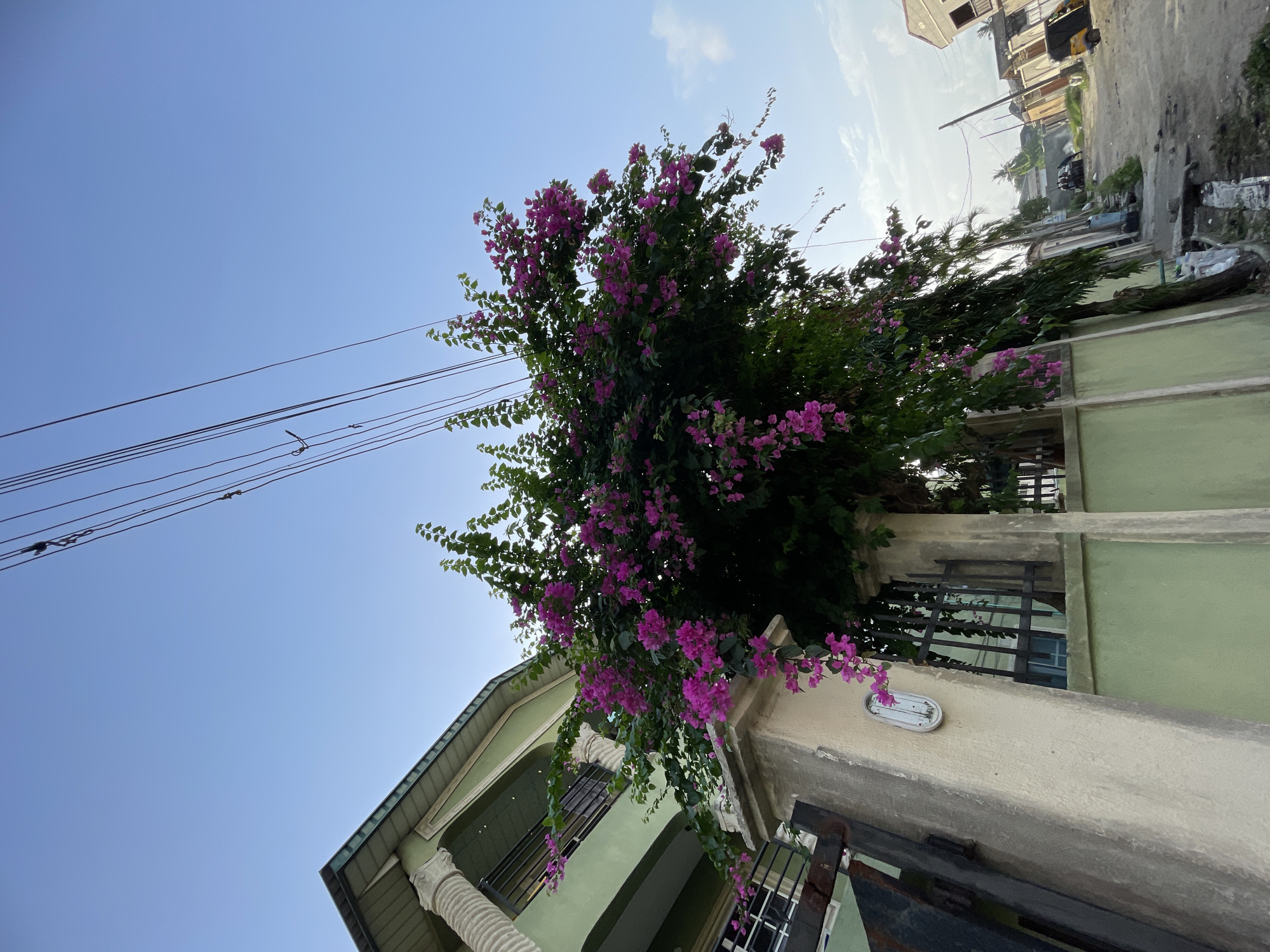 The image shows a street scene in Ado, Nigeria. A building with a green facade and white columns is visible. A large bougainvillea plant with purple flowers is growing on the building and extending over a fence. Electrical wires are running across the sky. Other buildings and a street are visible in the background.