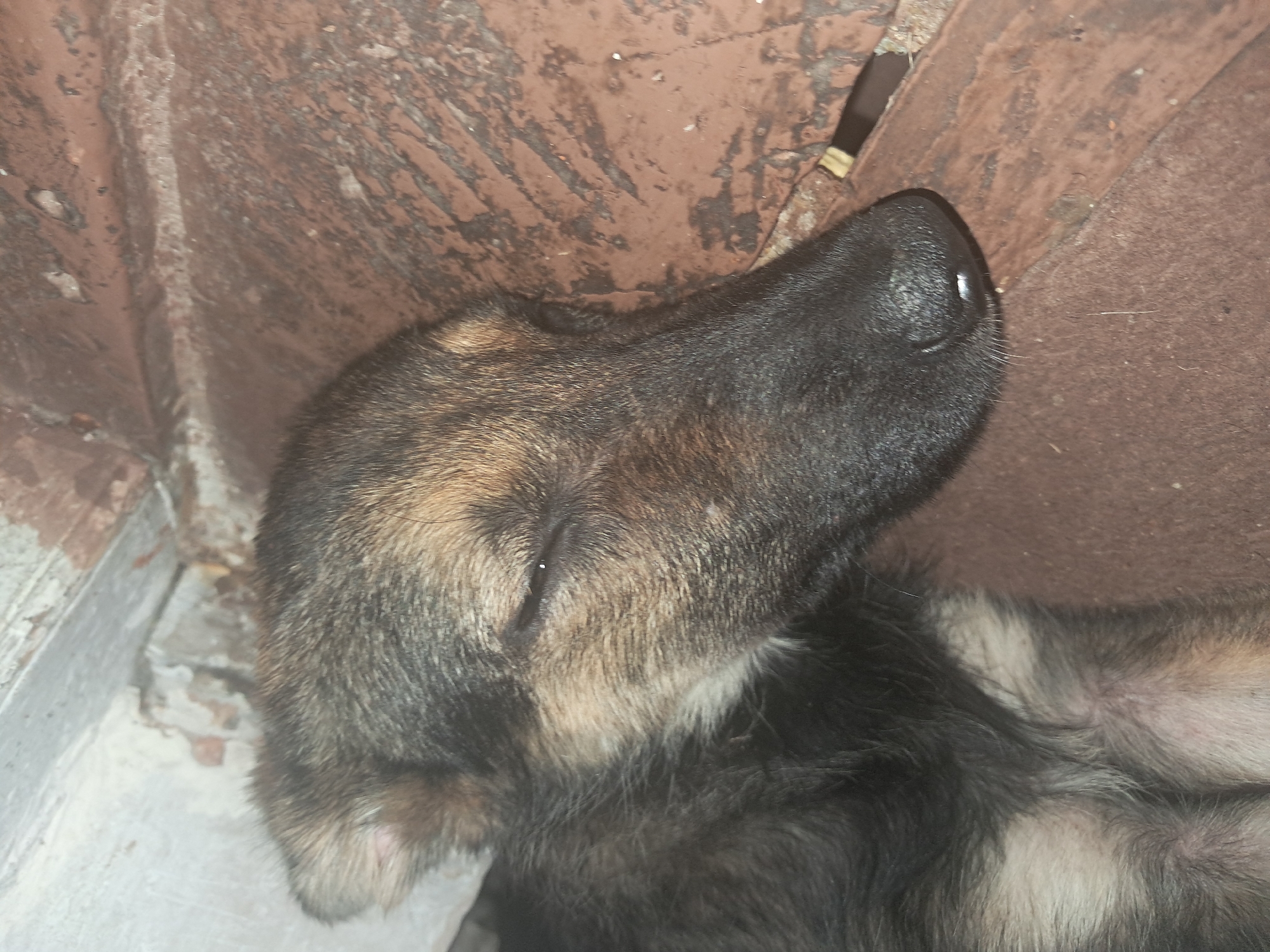 The image shows a close-up of a German Shepherd puppy sleeping on a textured brown surface, possibly wooden planks. The puppy's fur is a mix of black, brown, and tan. Its eyes are closed, and its nose is wet. The background is a rough, textured, light-colored wall. The scene appears to be indoors, possibly in a sheltered outdoor area, and there are no indications of the city of Ijevan, Armenia.