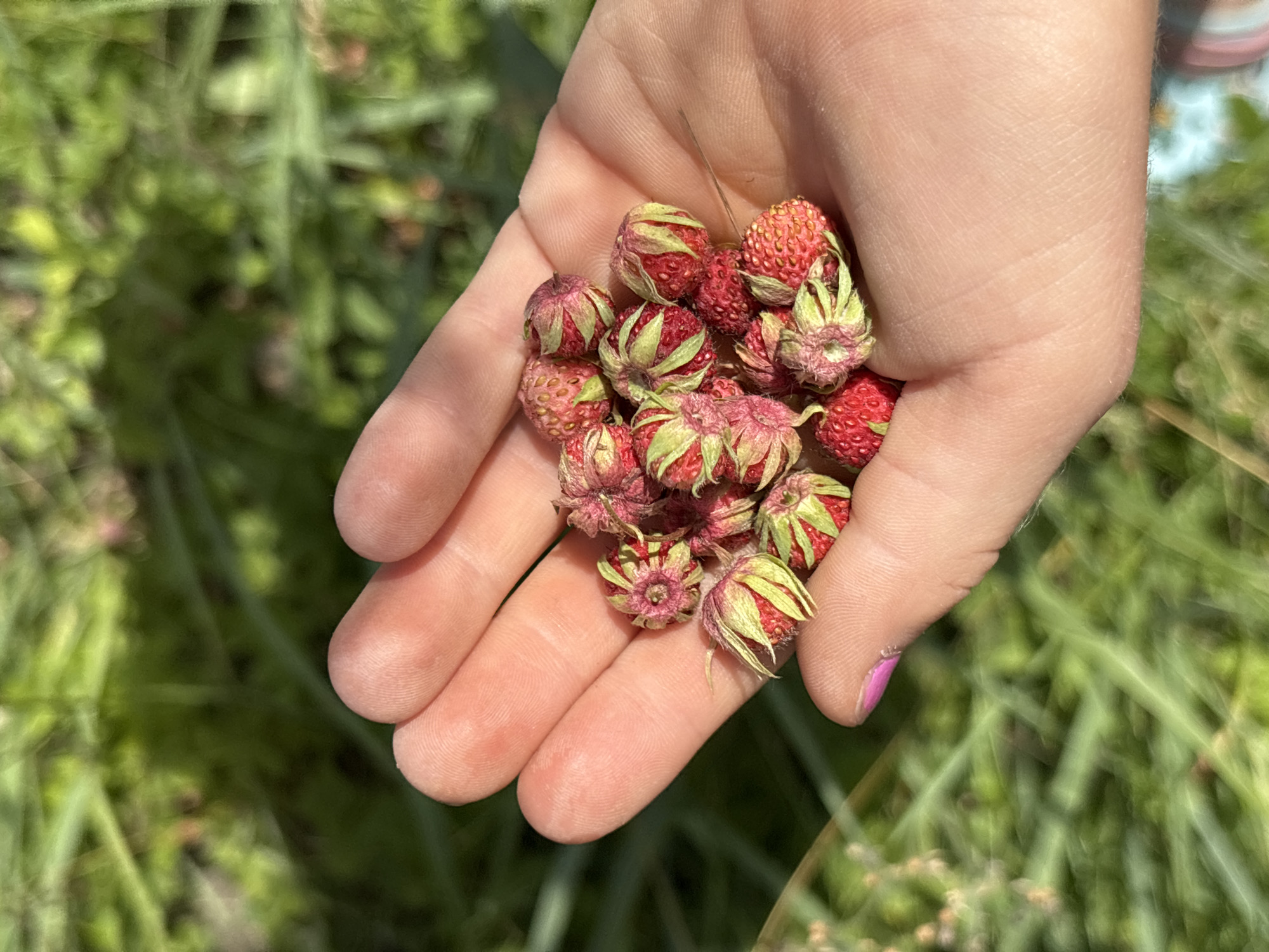 A close-up shot captures a person's hand gently holding a small pile of wild strawberries. The strawberries are a vibrant red, some appearing slightly shriveled, with prominent green sepals. The hand is relaxed, with fingers slightly cupped to cradle the berries. The background is a soft blur of green foliage, suggesting an outdoor setting, likely in a natural environment such as a field or garden. The lighting indicates it's daytime, with sunlight casting shadows and highlighting the textures of the strawberries and skin. The overall impression is one of simple abundance and connection with nature, perhaps a moment of harvesting or enjoying freshly picked fruit. There is no visible text in the image. The provided location context, Alexandrovka, Russia, suggests this scene likely takes place during the warmer months when wild strawberries are in season in that region.