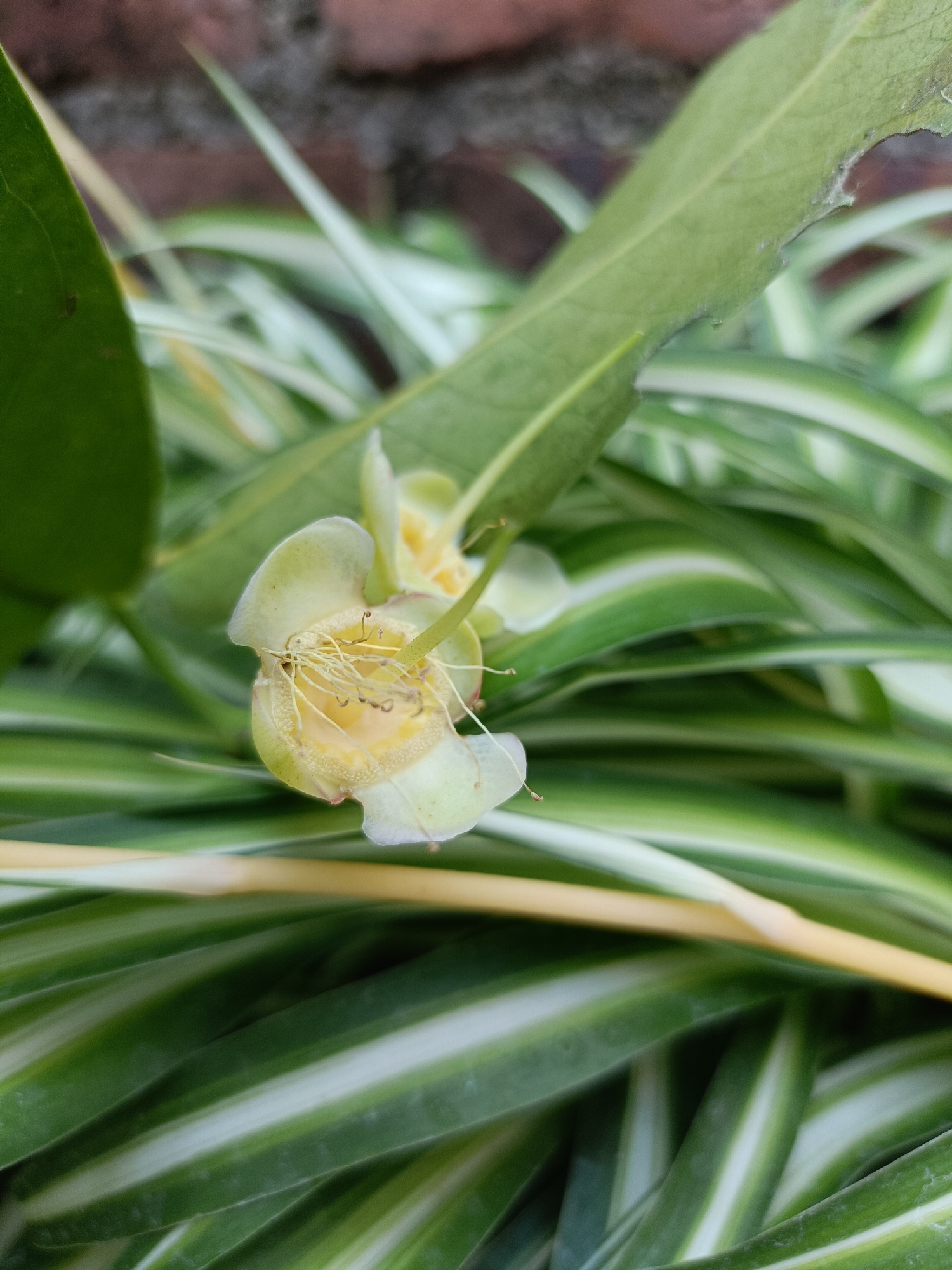 The image shows a close-up of a light green flower with delicate, wispy stamens in shades of yellow and white. The flower appears to be partially open, revealing its intricate internal structure. Behind the flower, a long, pointed green leaf with a serrated edge is visible, and further in the background, the striped green and white leaves of a spider plant create a soft, blurred backdrop. A thin, yellow stem or vine crosses horizontally in the foreground. The overall impression is one of natural beauty, with a shallow depth of field that emphasizes the flower. The scene appears to be outdoors, possibly in a garden setting, with hints of a brick wall in the far background, suggesting an urban or semi-urban environment. The image does not contain any elements that specifically place it within the city of Kediri, Indonesia, or any other specific city.