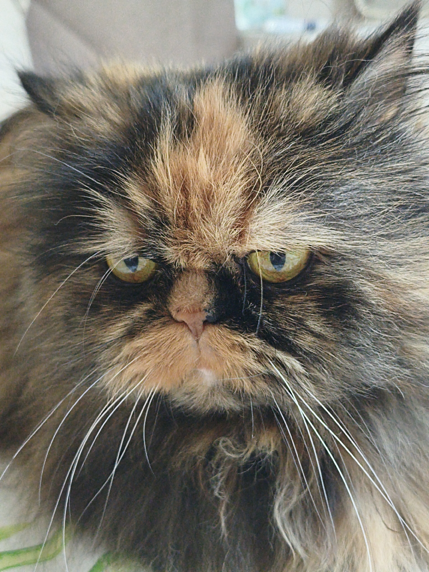 A close-up, head-on, eye-level shot shows a tortoiseshell Persian cat with a flat face, yellow-green eyes, and long, white whiskers. The cat's fur is a mix of black, brown, and orange, with a fluffy mane around its face. The background is blurred and appears to be a neutral-colored surface, possibly upholstery or fabric. The lighting is bright and evenly distributed, highlighting the cat's features. The overall impression is one of a regal and somewhat stern-looking feline. The image was taken at an unknown location in Unknown, Unknown.