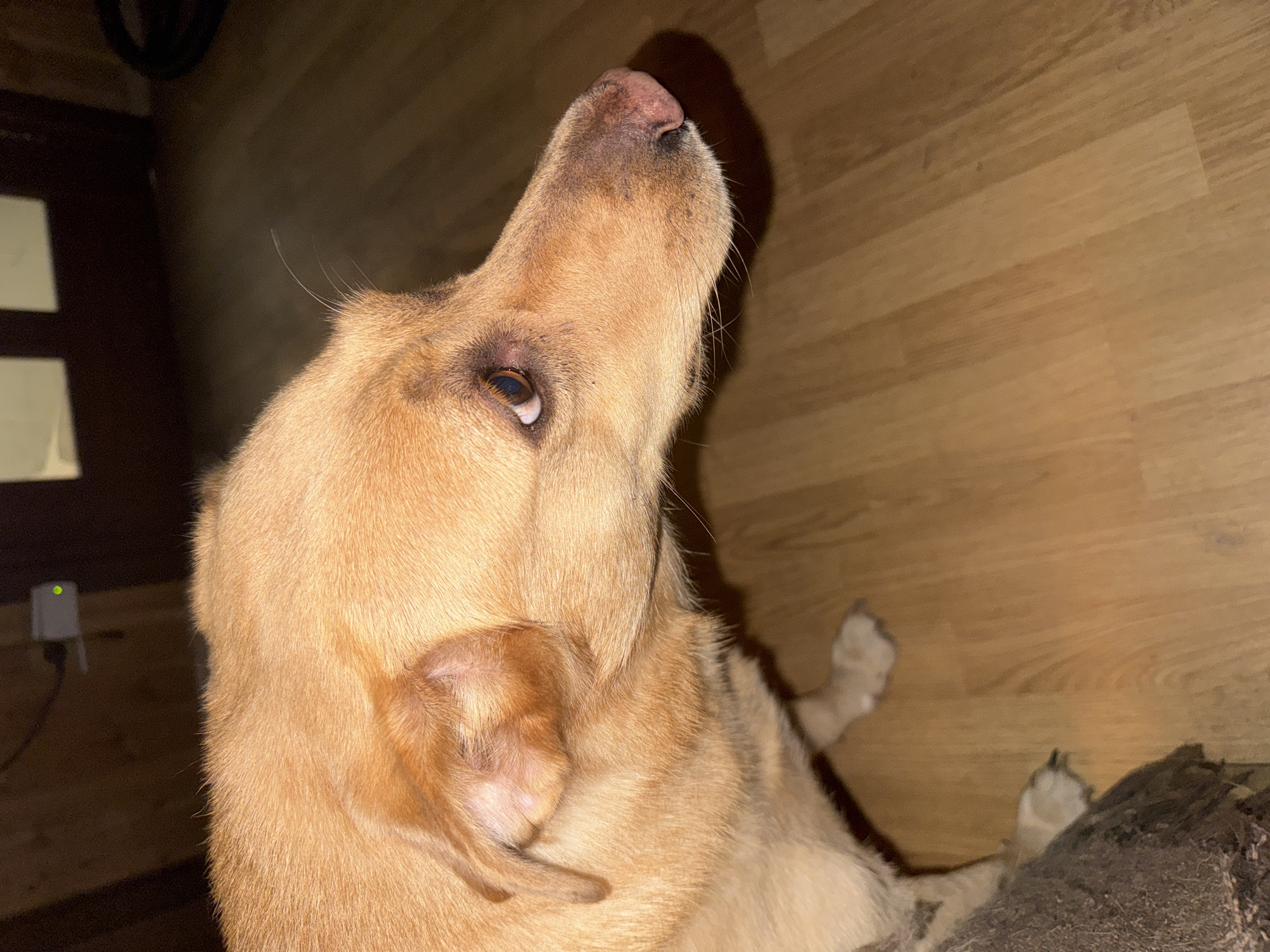 A light brown dog is pictured in a room with wooden floors. The dog's head is turned to the right, with its nose and eye clearly visible. In the background, there is a wall with a door and an electrical outlet. The dog appears to be sitting down, and its paws are visible. The overall lighting in the room is dim. There are no people present in the image. The location is specified as Bykovo, Russia.