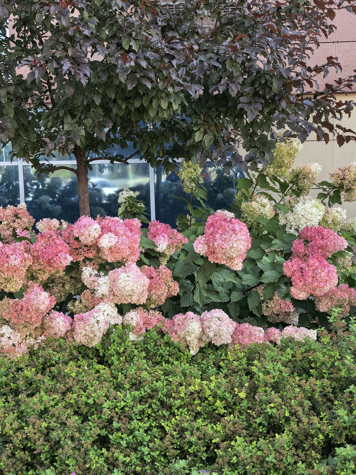 This image captures a lush garden scene with a variety of plants. In the foreground, a dense hedge of green shrubs with small, dried flower buds is visible. Behind the hedge, a row of hydrangea bushes displays large, conical flower clusters in shades of pink and white, some tinged with green. A tree with dark green and reddish-purple leaves stands in the background, its trunk visible. Behind the tree, a building with a pale pink facade and large windows with blue reflections can be seen. The image is taken from a slightly low angle, looking up towards the tree and building. There are no people or animals present in the scene. The overall impression is one of a well-maintained, naturalistic garden area. The location is identified as Sterlitamak, Russia.