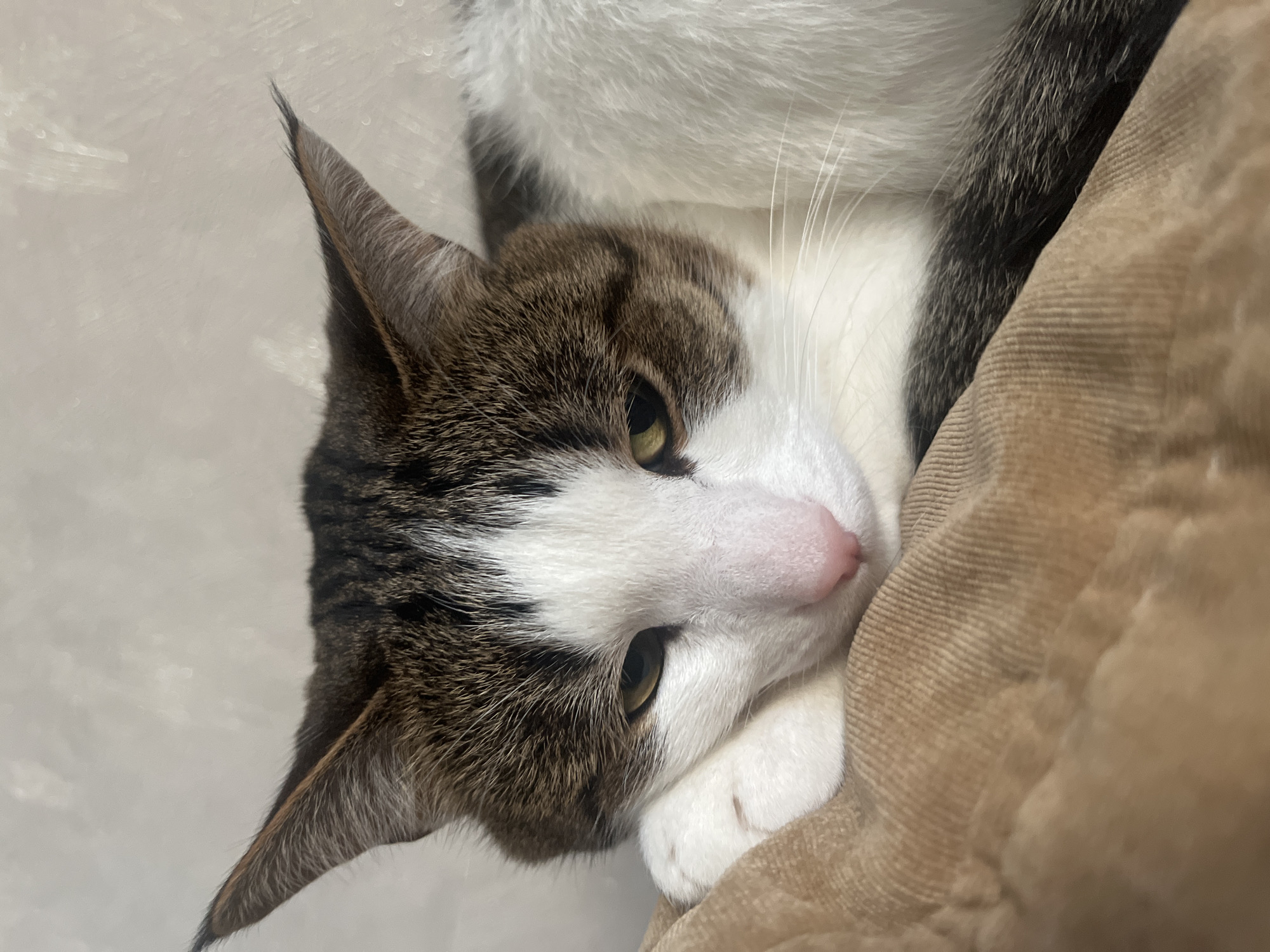 A close-up, eye-level shot captures a domestic cat resting on a tan corduroy surface. The cat, a tabby and white mix, is lying down, with its head propped on its paw. Its eyes are partially closed, and its expression appears relaxed or perhaps sleepy. The cat's fur is clearly visible, with distinct brown and white markings on its head and body. Its pink nose and whiskers are also prominent features. The background is a plain, textured wall. There is no indication of the cat's location within the city of Novocheboksarsk, Russia, or any urban environment.