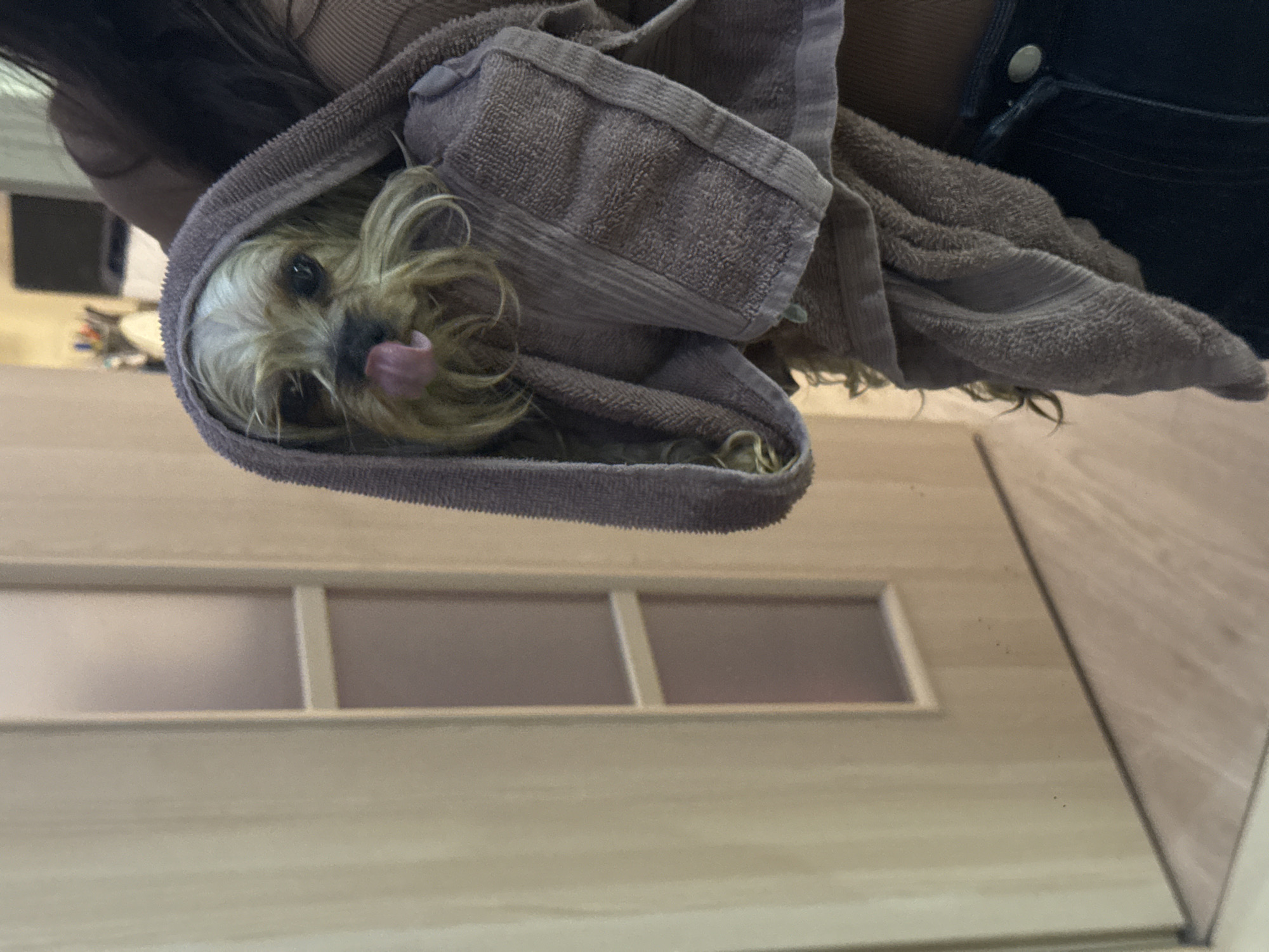 A tan Yorkshire Terrier dog is wrapped in a brown towel and held in the arms of a person. The dog has its tongue sticking out. The person is wearing dark clothing with a metal button visible. The background is a light-colored wooden door with three rectangular windows. The location and city of Sofia, Bulgaria cannot be determined from the given image.