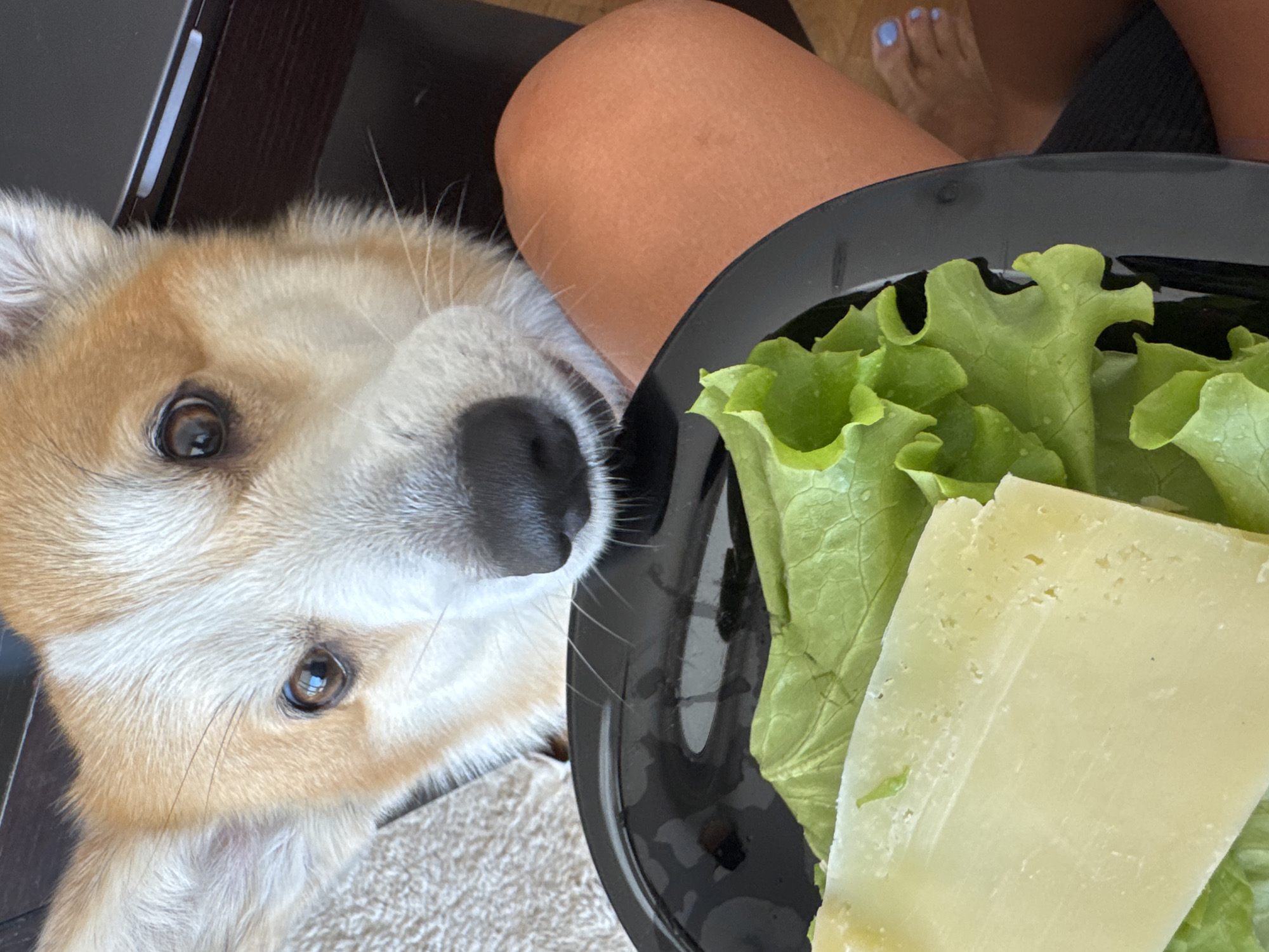 A close-up, overhead shot captures a corgi's face peeking over the edge of a black plate. The dog's head is tilted, with its brown eyes focused intently on the food. The plate contains a slice of pale yellow cheese resting on a bed of bright green lettuce. The corgi's fur is a mix of white and tan, with white fur around its muzzle and between its eyes. A human leg, tanned and bare from the knee down, is visible to the right of the plate, with a foot wearing light blue nail polish on the toes. The background is dark and out of focus, but suggests an indoor setting, possibly a dining area. The overall impression is one of anticipation and a shared meal. The image is tagged with "Boreti, Montenegro," suggesting the location where the photograph was taken.