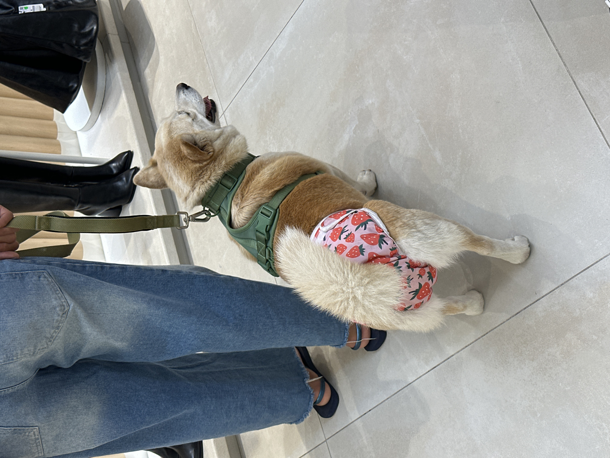 A corgi wearing a green harness and a pink diaper with a strawberry pattern stands on a light-colored tiled floor in what appears to be a retail store. The dog is viewed from behind and to the side, with its tail raised and its head turned to the right. The dog's fur is golden and white. Behind the dog, a person wearing light blue denim jeans with frayed hems stands partially in the frame, holding a leash attached to the dog's harness. To the left of the person, a pair of dark, heeled boots are visible, likely on a mannequin. In the background, there are light-colored vertical slats and a black garment, suggesting a display area. The overall lighting suggests an indoor environment, likely during the day.