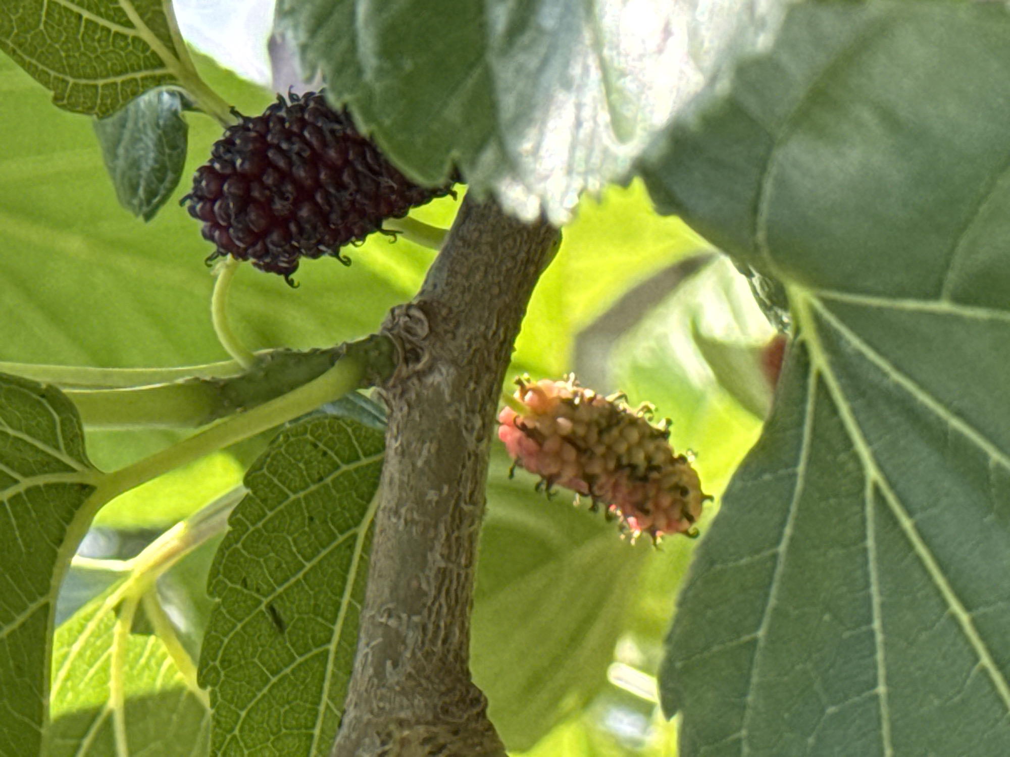 This is a close-up, vertical, outdoor, daylight photograph of two mulberries on a tree branch. One mulberry is ripe and dark purple, while the other is unripe and pinkish-red. The mulberries are surrounded by green leaves and a textured brown branch. The background is a blur of green foliage, suggesting an arboreal environment within the city of Zassovskaya, Russia.