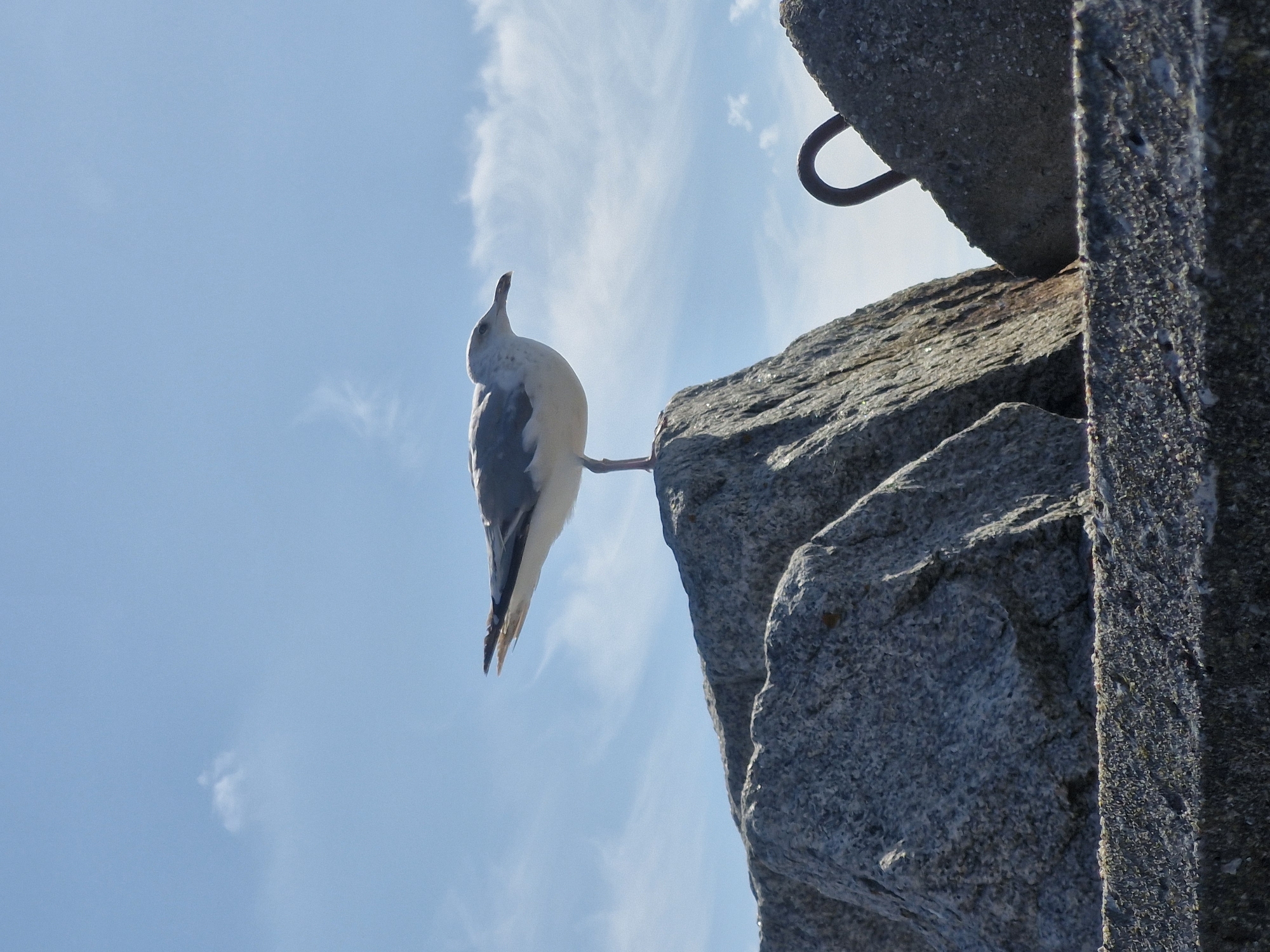 A seagull stands on a large, grey, granite rock under a bright blue sky with wispy white clouds. The rock is part of a breakwater or pier structure, with other similar rocks visible in the foreground and background. A metal ring is visible on another concrete structure to the right of the frame. The scene is likely located at the coast of Hel, Poland, given the natural elements and maritime infrastructure.