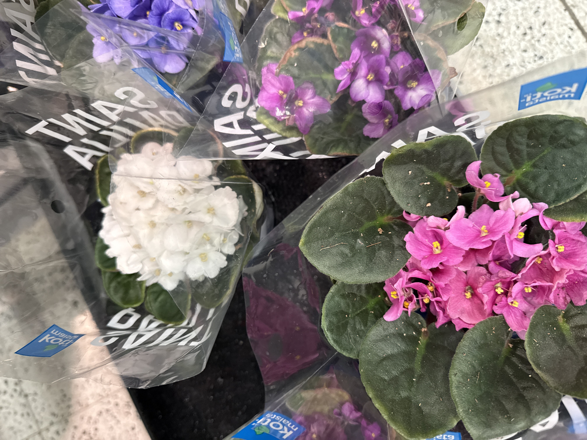 The image shows a close-up view of several potted African violets, likely displayed for sale, inside clear plastic packaging. Three distinct color varieties are visible: white, purple, and pink. The packaging has text printed on it, including what appears to be "SAINT" and "KOI." The background is a speckled, light-colored surface, possibly a countertop or shelf. The lighting is bright and direct, creating some reflections on the plastic. The specific location in Tallinn, Estonia, cannot be determined from the visual information provided in the image.