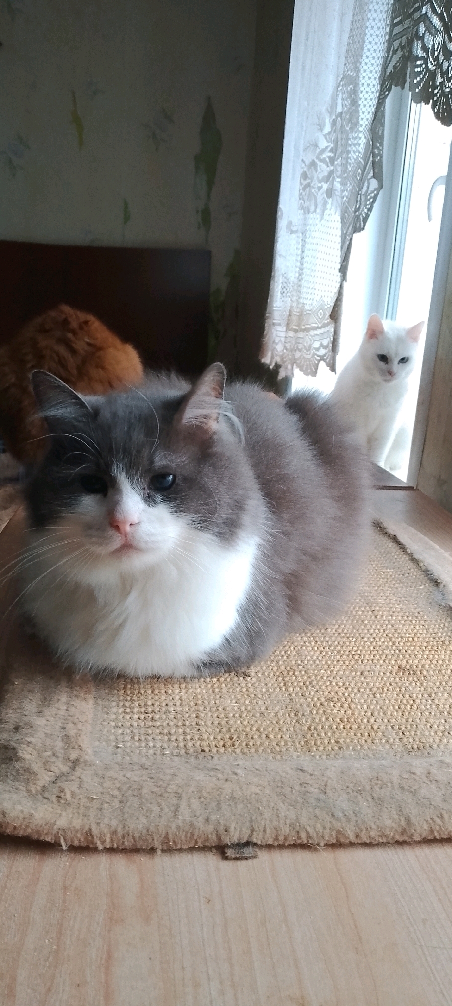 Two cats are present in the foreground and background of this indoor scene. The main subject is a fluffy gray and white cat lying down on a textured mat. This cat is facing forward and appears to be looking directly at the camera. Its ears are pointed up, and its eyes are partially closed. Behind this cat, a white cat is visible sitting on what appears to be a windowsill. The white cat is looking slightly to the left. In the background, an out-of-focus orange cat can be seen. The environment appears to be a domestic setting, possibly a room with a window and curtains. The overall lighting suggests it is daytime. There are no specific Belgorod, Russia landmarks or features that can be identified in this image.