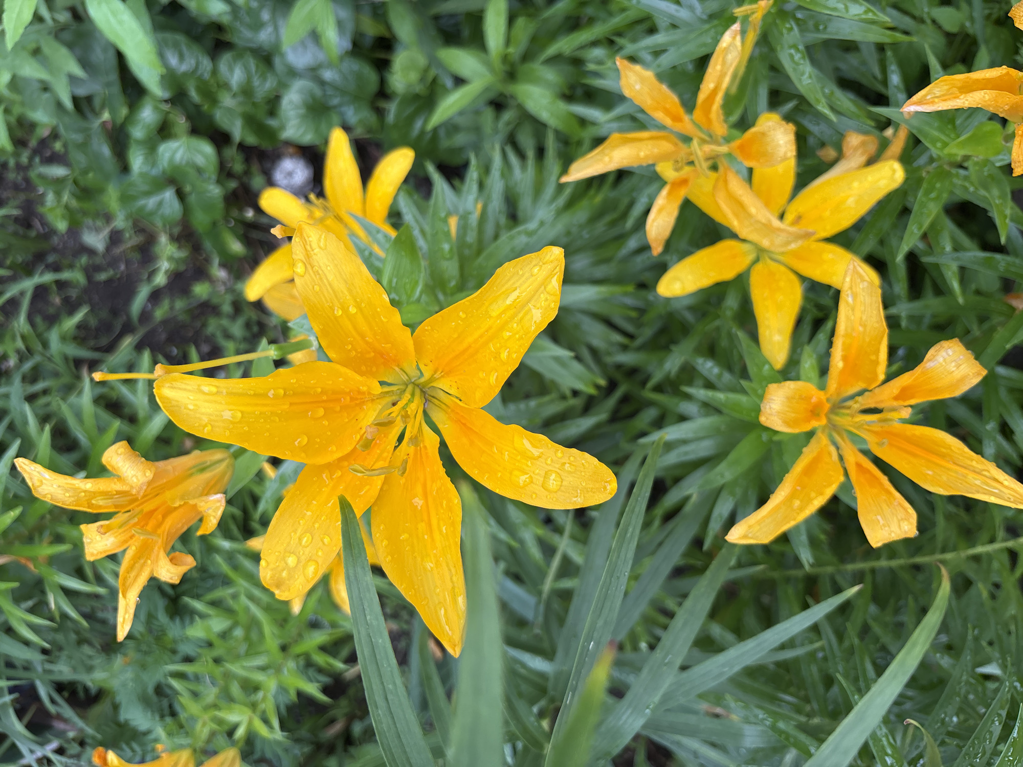 An overhead, close-up shot focuses on several bright orange lily flowers that are wet with raindrops, amidst lush green foliage. The flowers vary in their stage of bloom, with some fully open and others beginning to unfurl. The petals are delicate and curved, and the raindrops create small, sparkling highlights on their surface. The background is a blur of green leaves and stems, suggesting a garden setting. The overall impression is one of fresh, natural beauty after a rainfall. This scene could be located in a garden or park in Blagoveshchensk, Russia, where such flowers are likely to be found. There are no people or animals present in the image, and the focus is solely on the botanical elements.