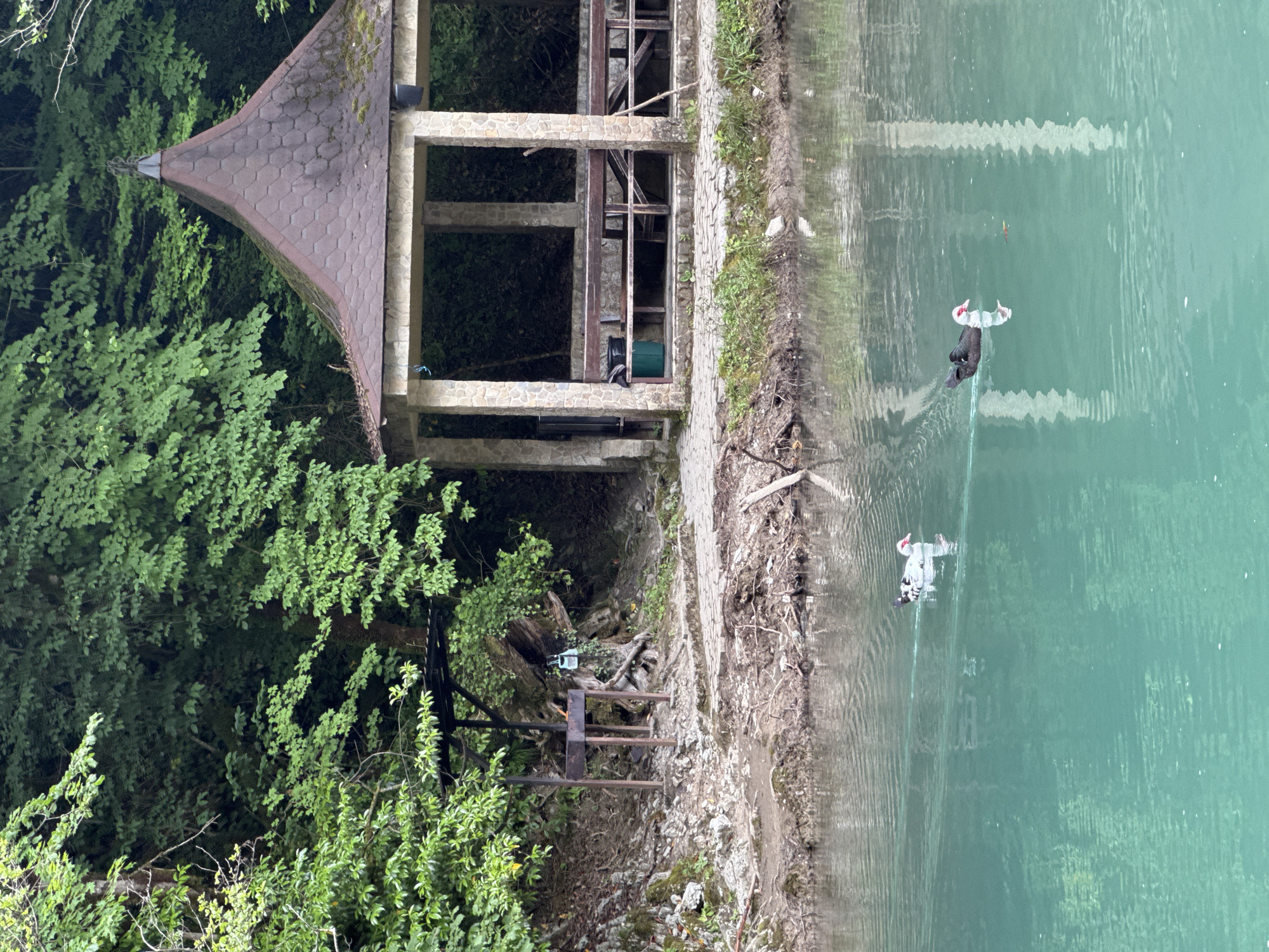 In the city of Khleborob, Russia, a tranquil scene unfolds by a body of clear, turquoise water. The foreground features two ducks swimming gracefully on the water's surface. One duck, to the left, displays predominantly white plumage with black markings and a red patch around its eye. The second duck, to the right, exhibits dark feathers with white on its chest and a similar red facial marking.
The backdrop is a lush, green forest, with dense foliage creating a natural canopy. Along the shoreline, a stone-built gazebo with a conical, shingled roof provides a sheltered area. Inside the gazebo, wooden benches and tables are visible, suggesting a recreational space. Adjacent to the gazebo and closer to the water, a metal barbecue grill stands ready for use, with a small fire burning within it. The ground around the grill and gazebo is a mix of dirt, exposed roots, and scattered debris. A paved pathway leads from the barbecue area towards the gazebo. The overall atmosphere is one of natural beauty and a peaceful, rustic setting.