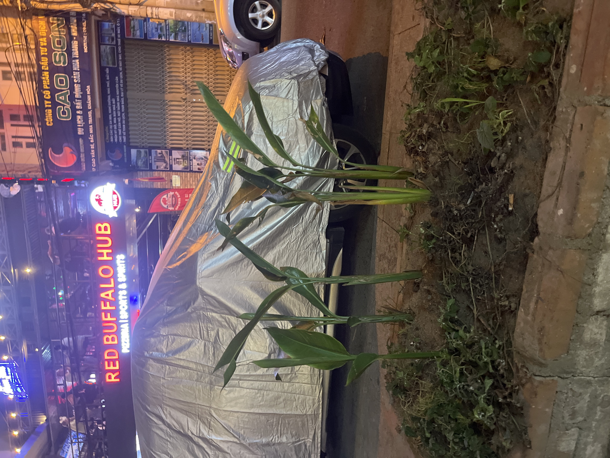 Here is a description of the image:
The image shows a street scene at night in Bac Nha Trang Ward, Vietnam. In the foreground, there is a car covered with a silver car cover. Next to the car, there is a small patch of overgrown foliage growing by a sidewalk. In the background, there is a building with a lit sign that reads "RED BUFFALO HUB - PIZZERIA I SPORTS & SPIRITS" running vertically. Above that is a business sign that reads "CÔNG TY CỔ PHẦN ĐẦU TƯ VÀ DỊCH V - CAO SƠN - DU LỊCH & BẤT ĐỘNG SẢN NHA TRANG - KHÁNH H". Further up the building is a closed security gate.