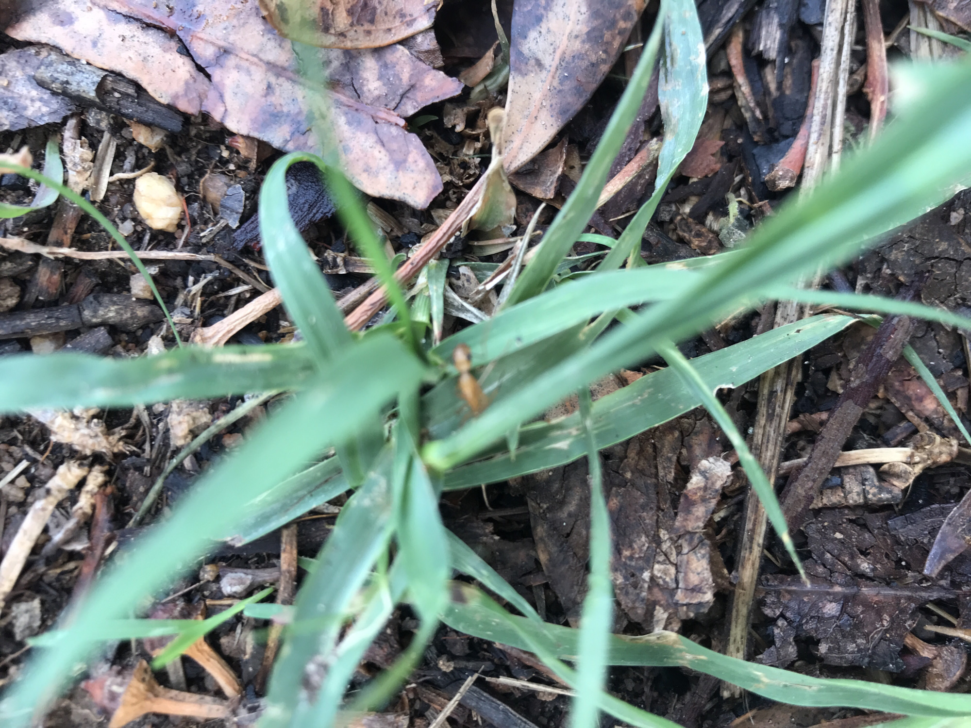 The media file presents an outdoor close-up view of ground cover, dominated by green grass growing amidst natural debris. The primary subject is a small, vibrant patch of green grass with several blades visible, some slightly out of focus in the foreground and background, giving a sense of depth.
The ground beneath the grass is covered with an assortment of dark brown soil, dried leaves, and wood chips or small pieces of bark. The dried leaves show varying textures and shades of brown and reddish-brown, some appearing brittle and cracked. The wood debris adds to the rustic, natural feel of the ground.
A notable detail in the original image is a small, reddish-brown insect, possibly an ant, resting or moving on one of the green grass blades towards the center-right of the frame. It is somewhat out of focus.
The cropped images provide closer inspections of specific areas of the ground:
* One crop highlights a light-colored, irregularly shaped object nestled among the debris, possibly a seed, small stone, or an insect pupa.
* Other crops show more detailed textures of the dried leaves and the dark, coarse wood fragments, indicating a natural environment, potentially a garden bed, a forest floor, or an unkempt area.
There is no specific activity or event taking place; the scene is static, capturing a moment in nature. The lighting suggests it is daytime. No people or visible text are present in any of the images. The location context is Unguwar Saya, Nigeria, which aligns with the natural outdoor setting depicted.