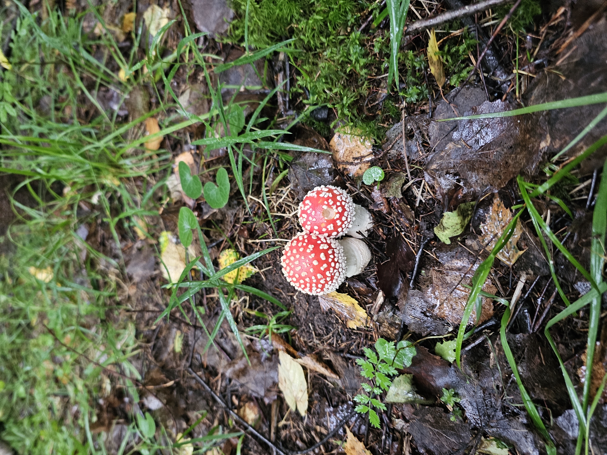 Two small, red and white spotted mushrooms, likely Amanita muscaria, are growing on the forest floor in Gaivinskoe Lesnichestvo, Russia. The mushrooms are clustered together and are surrounded by damp, fallen leaves, moss, and green grass. The lighting suggests an overcast day, typical of a forest environment. There are no people or animals visible in the image.