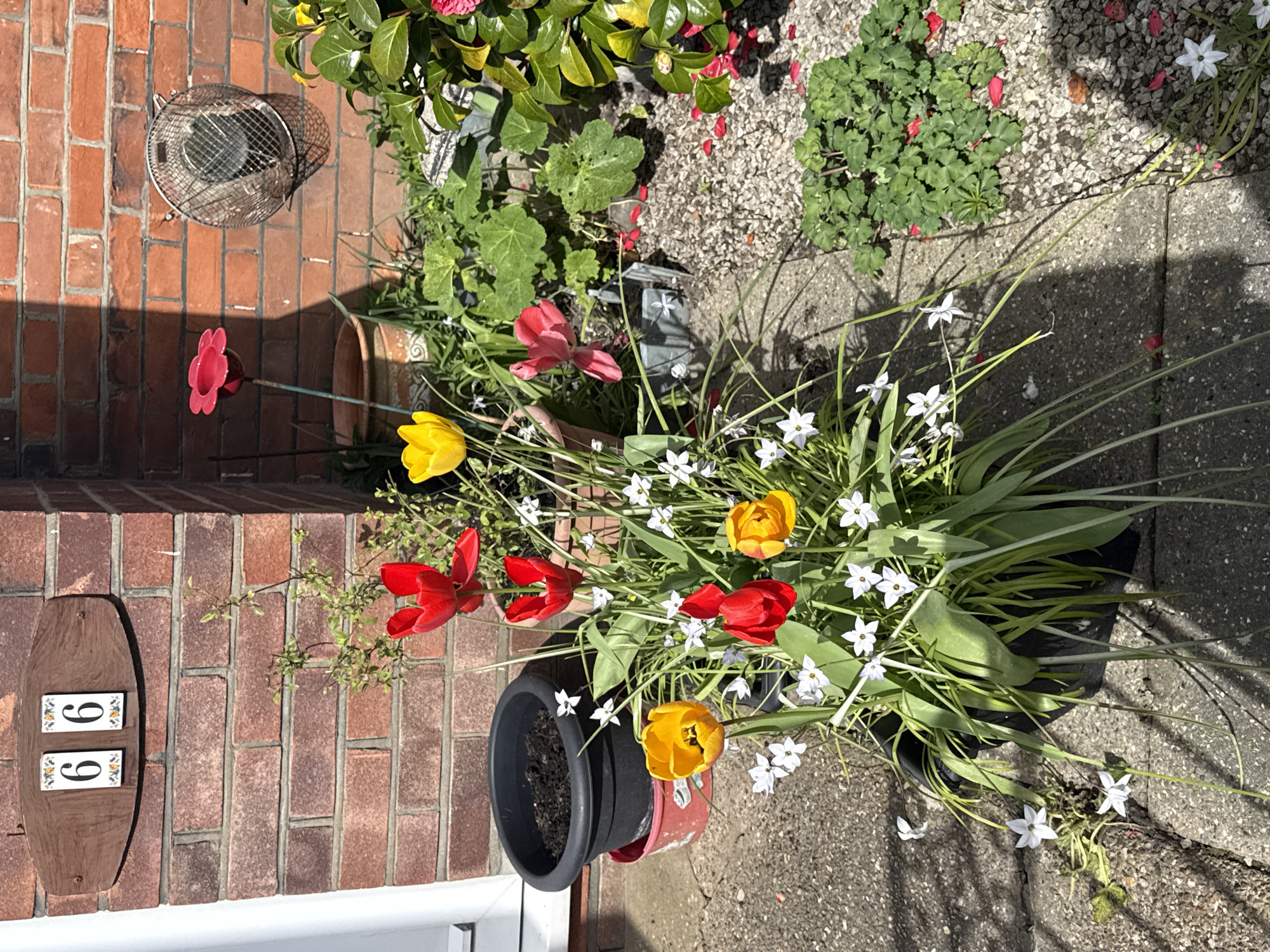 The image depicts an outdoor scene in Gorleston-on-Sea, United Kingdom. Adjacent to a red brick wall displaying a house number "66" is a collection of potted plants. These include tulips in red and yellow shades, along with smaller white flowers. A red metal flower garden ornament is positioned near the wall. Other plants include various green foliage, including geraniums. The ground is paved with gray concrete. A metal grill is visible near the top of the image against the brick wall.