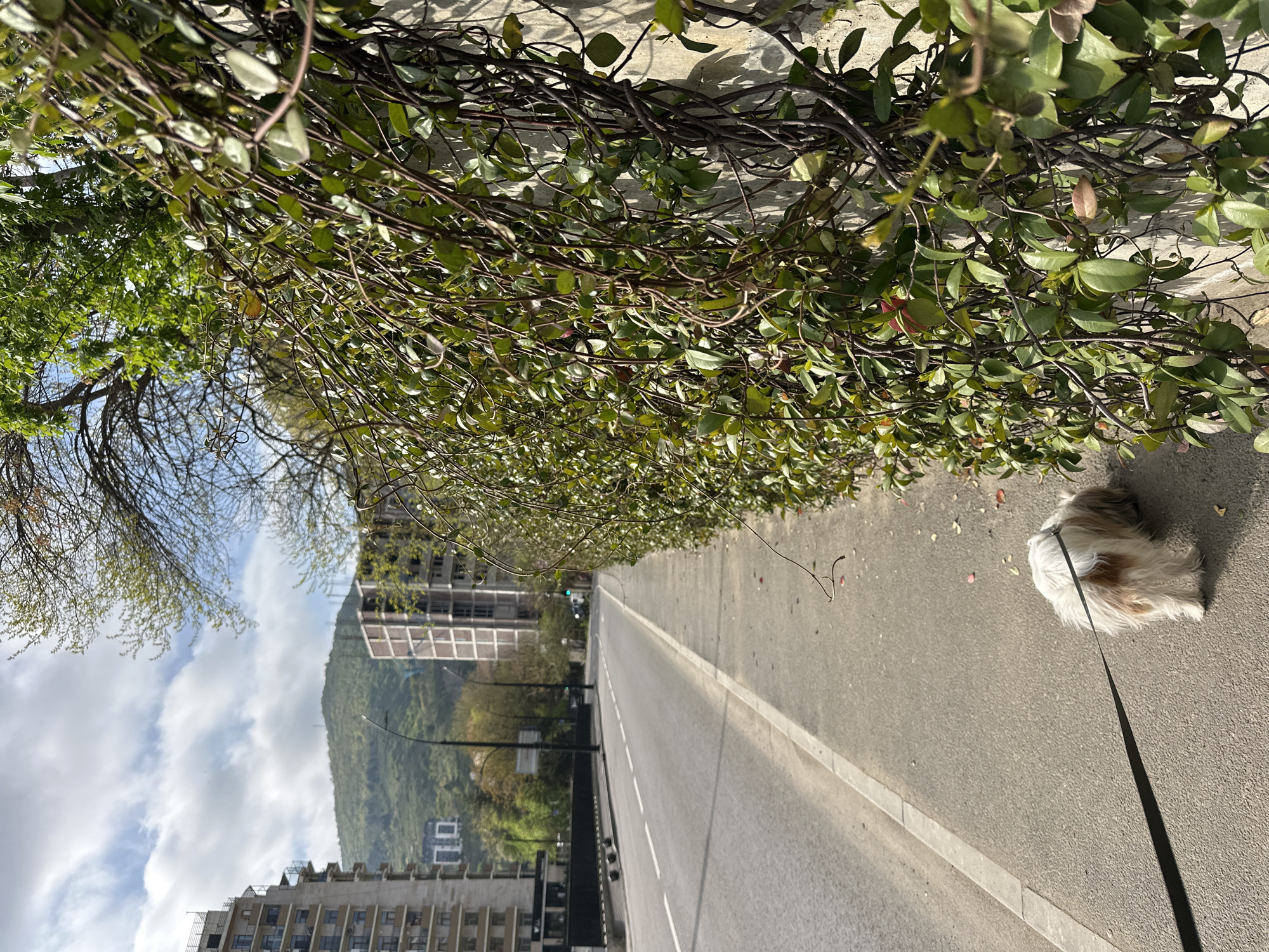 The image depicts an outdoor scene on a road in Tbilisi, Georgia. The foreground contains a sidewalk and road surface, with a small, fluffy, white and brown dog on a leash walking along the sidewalk. A concrete wall covered in vines and foliage runs along the edge of the road. In the background, there are buildings of modern design and a green, tree-covered mountain under a partly cloudy sky. A white dividing line runs down the center of the road.
