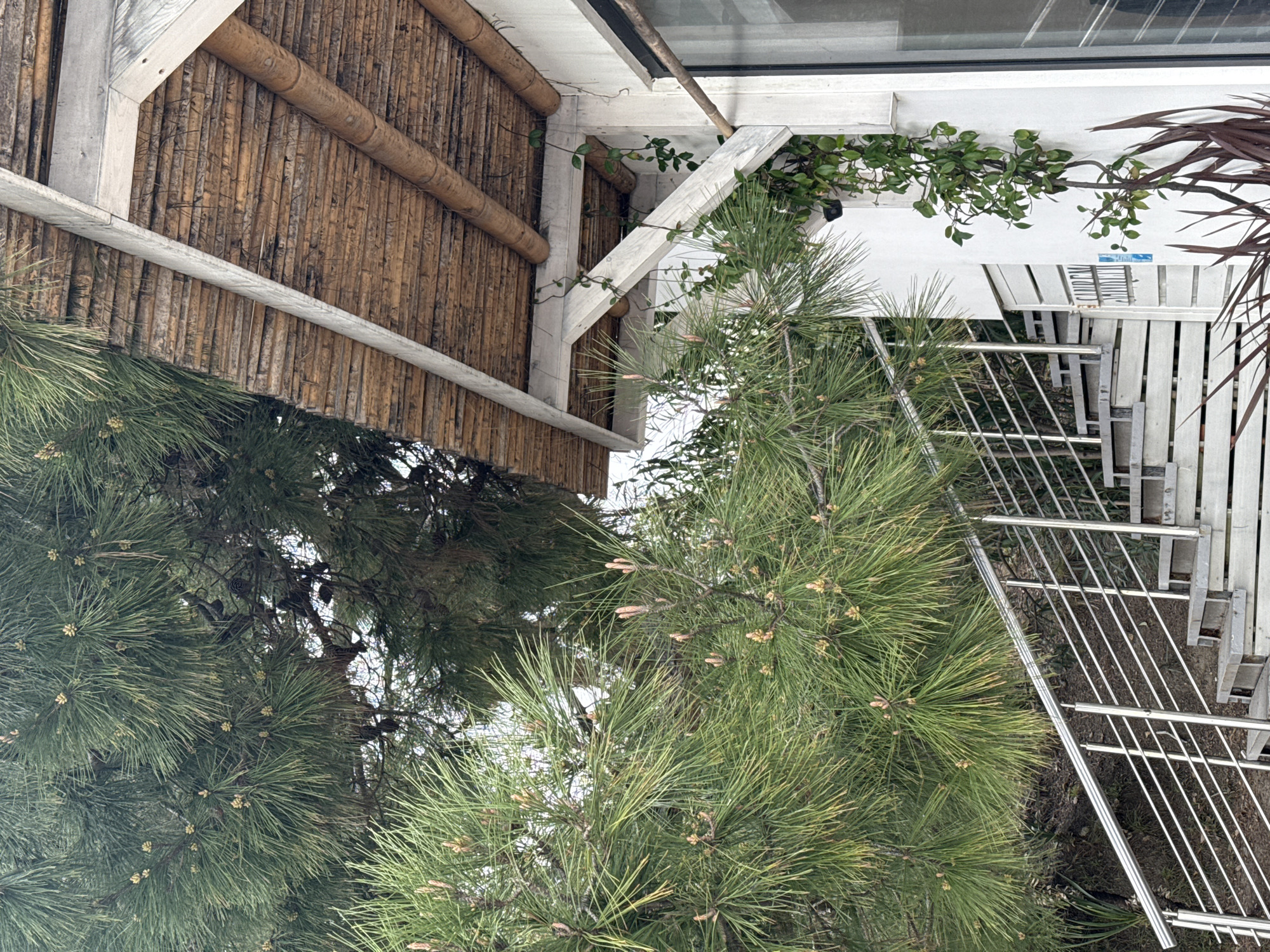 This image captures an outdoor scene in the city of Sochi, Russia, featuring architectural elements and lush vegetation. The upper left and central-top portions of the frame are filled by a large pine tree exhibiting dense green needles, numerous small light-brown pine cones, and new growth shoots. To the right, a white-walled building is visible. Its roof is constructed from light-brown, horizontally oriented slats of bamboo or similar natural material, supported by lighter-toned wooden beams. Green vining plants with small leaves climb the white wall, particularly near a diagonal wooden support beam extending from the roof structure. A section of a glass window or door is present on the far right of the building. On the white wall, below the roof structure and to the left of the window, a small rectangular sign with blue text, partially visible and in Cyrillic, appears to indicate "САНАТОРИЙ" (Sanatorium). Dark reddish-brown, sword-like plant foliage is visible at the bottom right. A set of outdoor stairs, constructed from light-colored wooden planks, ascends from the lower left towards the center. These stairs are equipped with a multi-barred stainless steel handrail. The ground beneath the stairs displays sparse vegetation and organic debris. No individuals are present in the image.