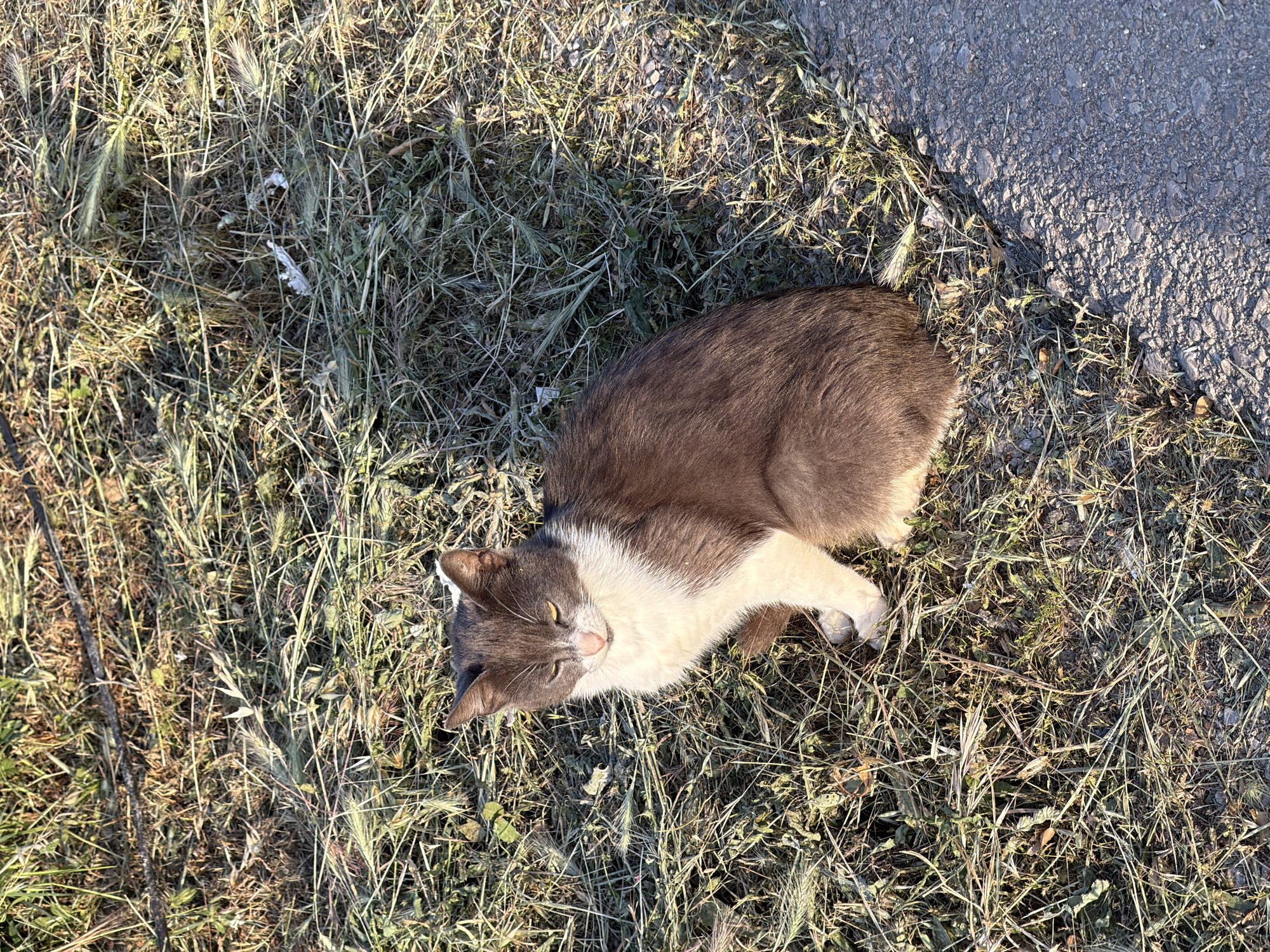 A gray and white cat lies in dry grass near a paved road. The location is Krašići, Montenegro.