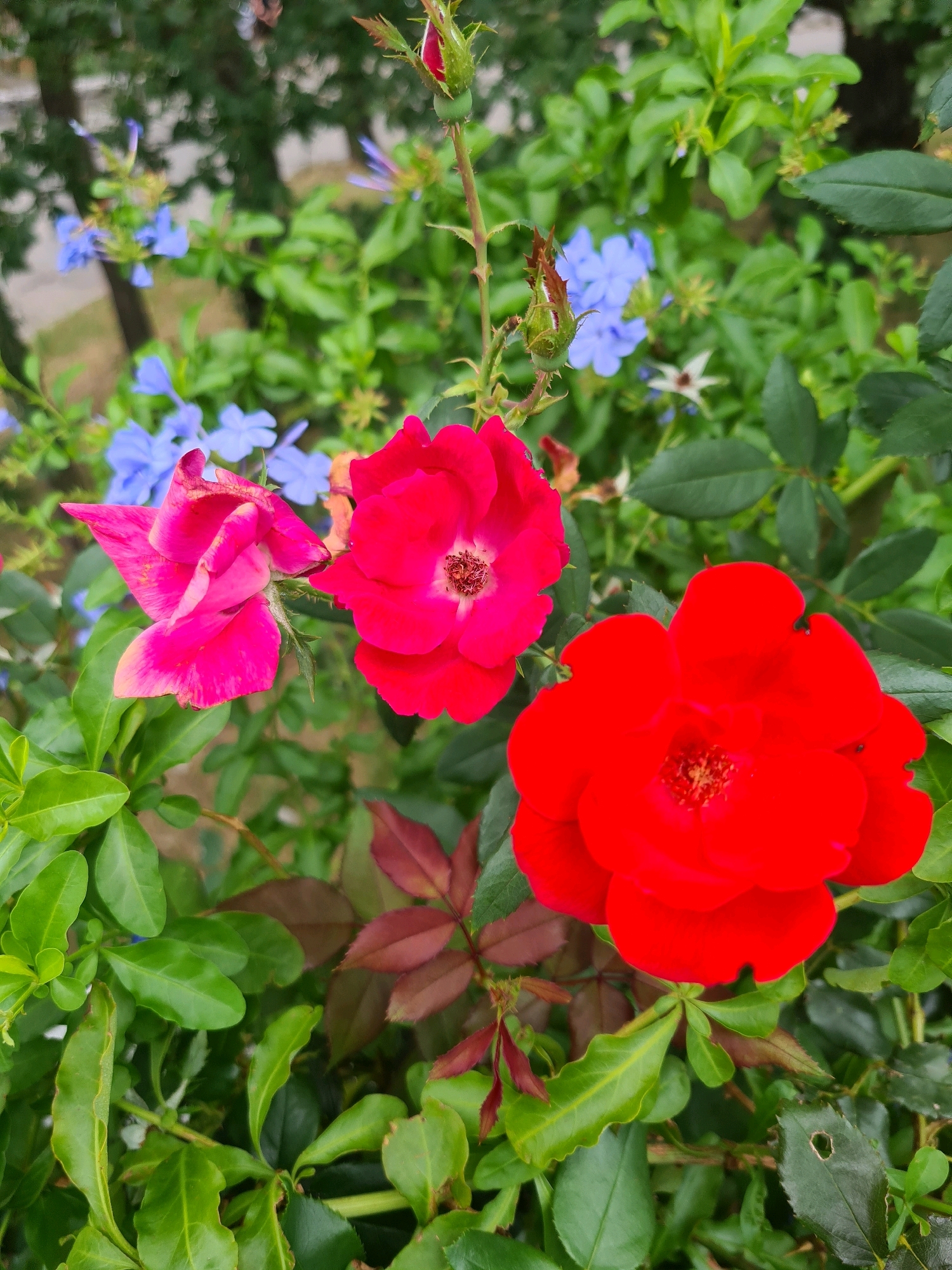 A close-up, eye-level shot captures a cluster of blooming flowers and foliage. In the foreground, three roses dominate: a bright red rose on the right, a magenta rose to its left, and a more subdued pink rose further left. The red rose is fully open, revealing its textured stamen. The magenta rose appears to be in the process of opening, with its petals unfurling. The pink rose, slightly wilted, shows delicate, layered petals. Interspersed among the roses are numerous green leaves of varying sizes and shapes. In the background, smaller blue flowers and more green foliage create a soft, blurred backdrop. The overall impression is of a vibrant garden setting. The image was taken in Dramalj, Croatia.