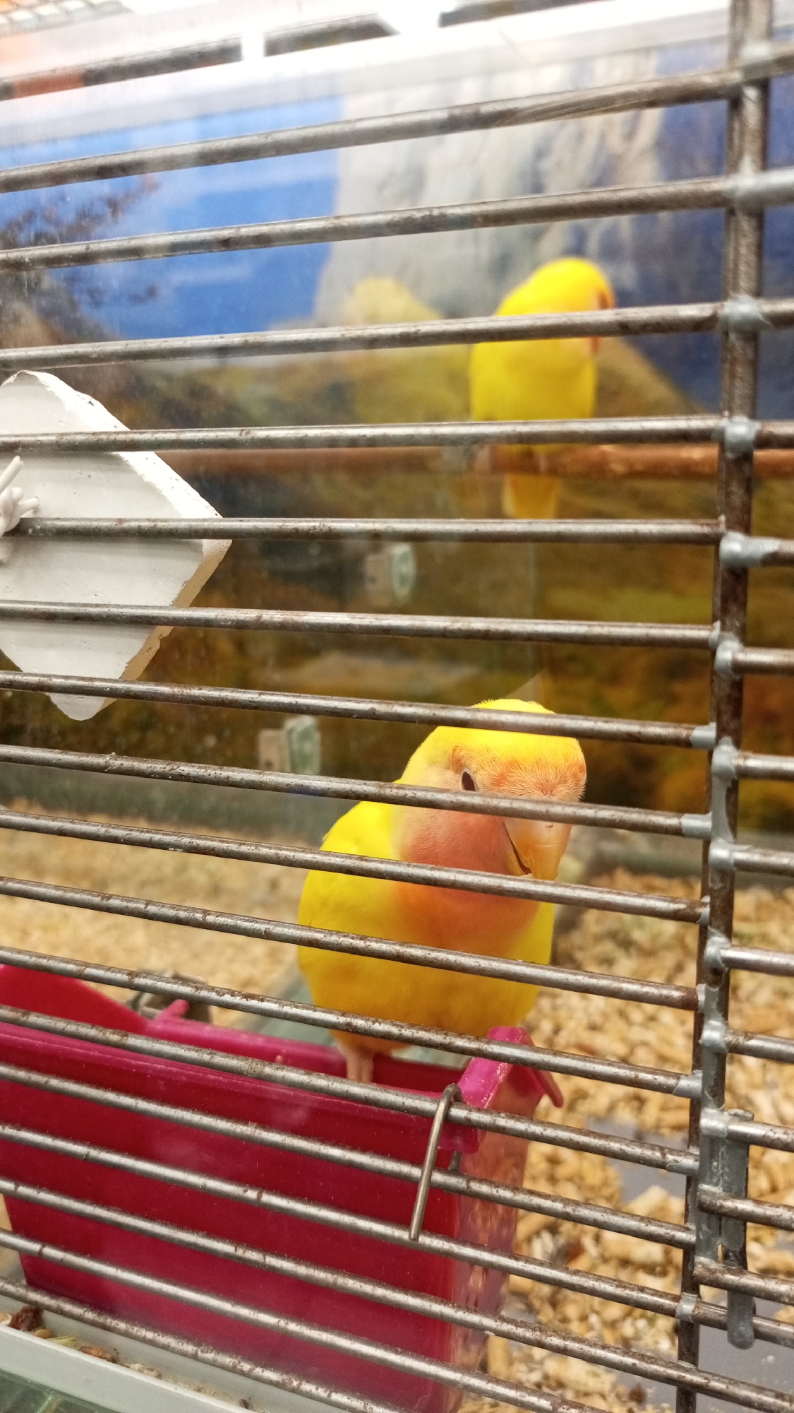 A yellow and peach-colored bird is inside a metal cage. The bird is perched on a red plastic container. Another yellow bird is visible in the background, also within the cage. The scene is indoors, likely a pet store or home. The cage is surrounded by a semi-transparent material, possibly plastic or glass. Debris litters the cage floor. The location of Yudino, Russia is not verifiable from the image alone.