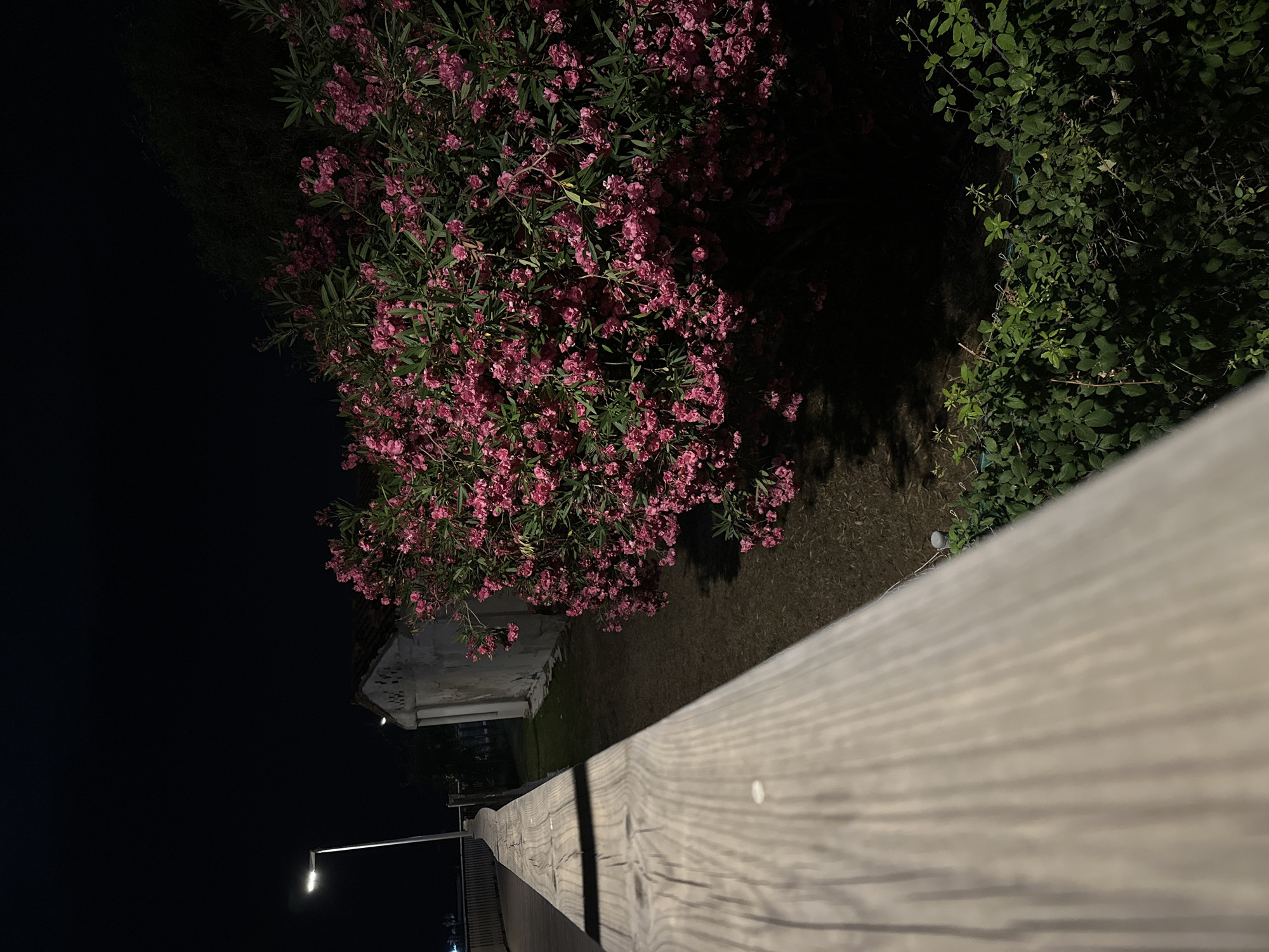 A wooden railing stretches across the foreground of the image, its weathered planks running diagonally. Beyond the railing, a lush oleander bush with vibrant pink blossoms dominates the scene, its branches reaching upwards. To the right of the oleander, a dense green bush with smaller leaves creates a darker, more shadowed backdrop.
In the mid-ground, a low, white building with a tiled roof is visible, partially obscured by the foliage. A streetlamp with a single, glowing bulb extends from the left side of the frame, casting a soft light. The ground appears to be covered in dry grass or dirt. The overall atmosphere is one of a quiet evening, likely after sunset given the artificial lighting and dark sky. The location context of Playa Del Sol-Villacana, Spain suggests a Mediterranean setting, possibly a garden or residential area. There is no visible text in the image.