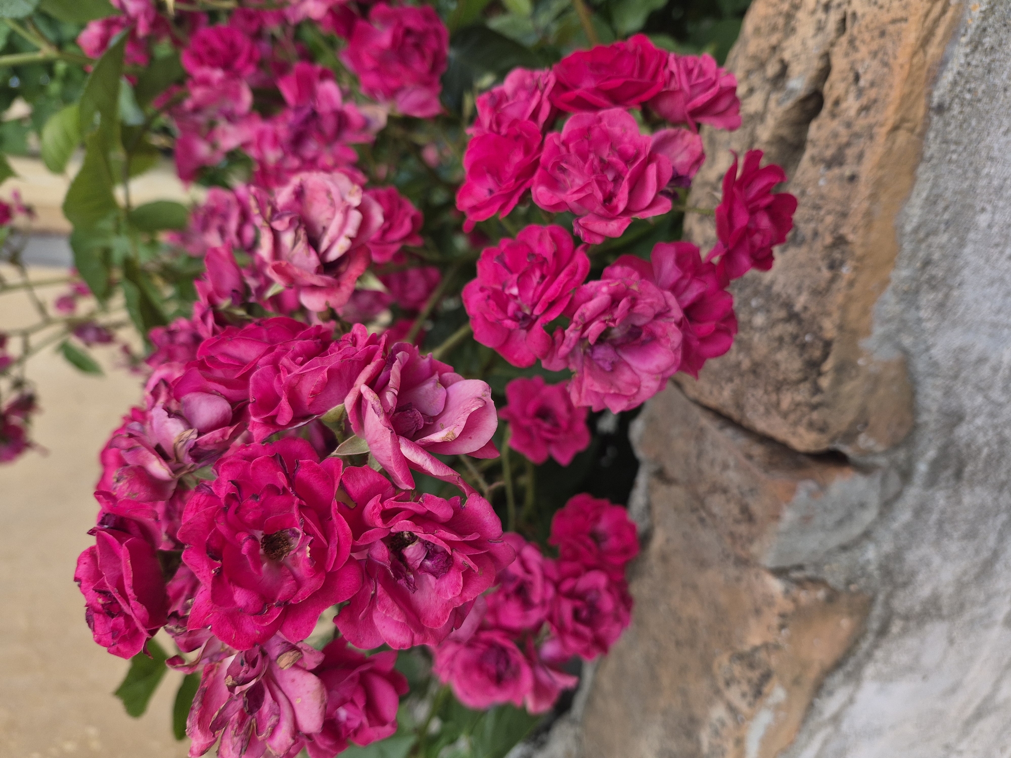 A close-up shot captures a cluster of vibrant pink roses blooming near a weathered stone wall. The roses, in various stages of bloom, range from tightly furled buds to fully opened flowers with delicate, ruffled petals. Some of the roses show signs of age, with browning edges and wilting petals, adding a touch of natural imperfection to the scene. Dark green leaves peek out from behind the flowers, providing a lush backdrop.
The stone wall to the right of the frame is a prominent feature, composed of rough, textured stones in shades of tan, grey, and muted orange. The wall appears aged and weathered, with patches of lighter grey stone visible amongst the warmer tones. The texture and color variations of the stone suggest it might be an outdoor wall, possibly in a garden or courtyard.
The lighting in the image is soft, hinting at natural daylight, possibly late afternoon or early morning, as there are no harsh shadows. The focus is primarily on the roses, with the stone wall slightly out of focus, creating a sense of depth. The overall mood is serene and natural, highlighting the beauty of the flowers against the rustic backdrop. There is no visible text in the image.