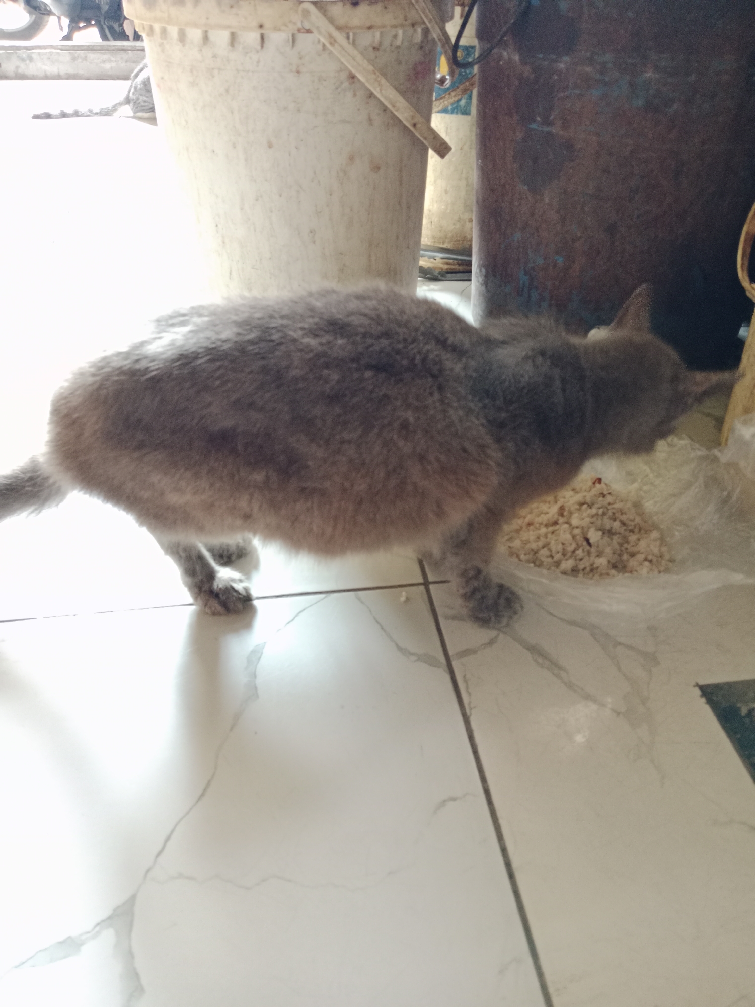 A grey cat with a light-colored belly stands on a tiled floor, facing a pile of light-colored food on a plastic sheet. The cat is positioned to the left of the food pile and appears to be eating. In the background, there are two large, weathered buckets. The left bucket is lighter in color and appears to be made of plastic, while the right bucket is darker, possibly made of metal or heavily stained plastic. The scene suggests an outdoor or semi-outdoor setting, possibly a backyard or alleyway, given the presence of buckets and the lighting conditions. The floor tiles are white with grey veining, typical of outdoor patios or walkways in residential areas. The overall impression is one of a domestic scene, with the cat being fed. The environment is not specifically identifiable as being within East Jakarta, Indonesia, based solely on the visual information.