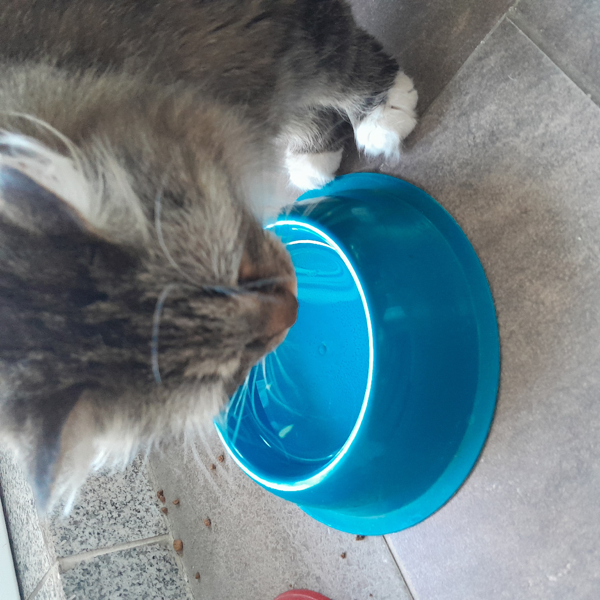 A close-up, overhead shot shows a fluffy, grey and white cat drinking water from a bright blue bowl. The cat's head and front paws are visible, with its muzzle submerged in the water. The bowl is round with a slightly raised rim and appears to be made of plastic. The water inside the bowl is clear with some ripples. The background consists of a tiled floor with a grey, speckled pattern. A few pieces of kibble are scattered on the floor near the bowl and the cat. The lighting suggests it might be daytime, with natural light illuminating the scene. The image is focused on the cat and the bowl, with the background slightly blurred.