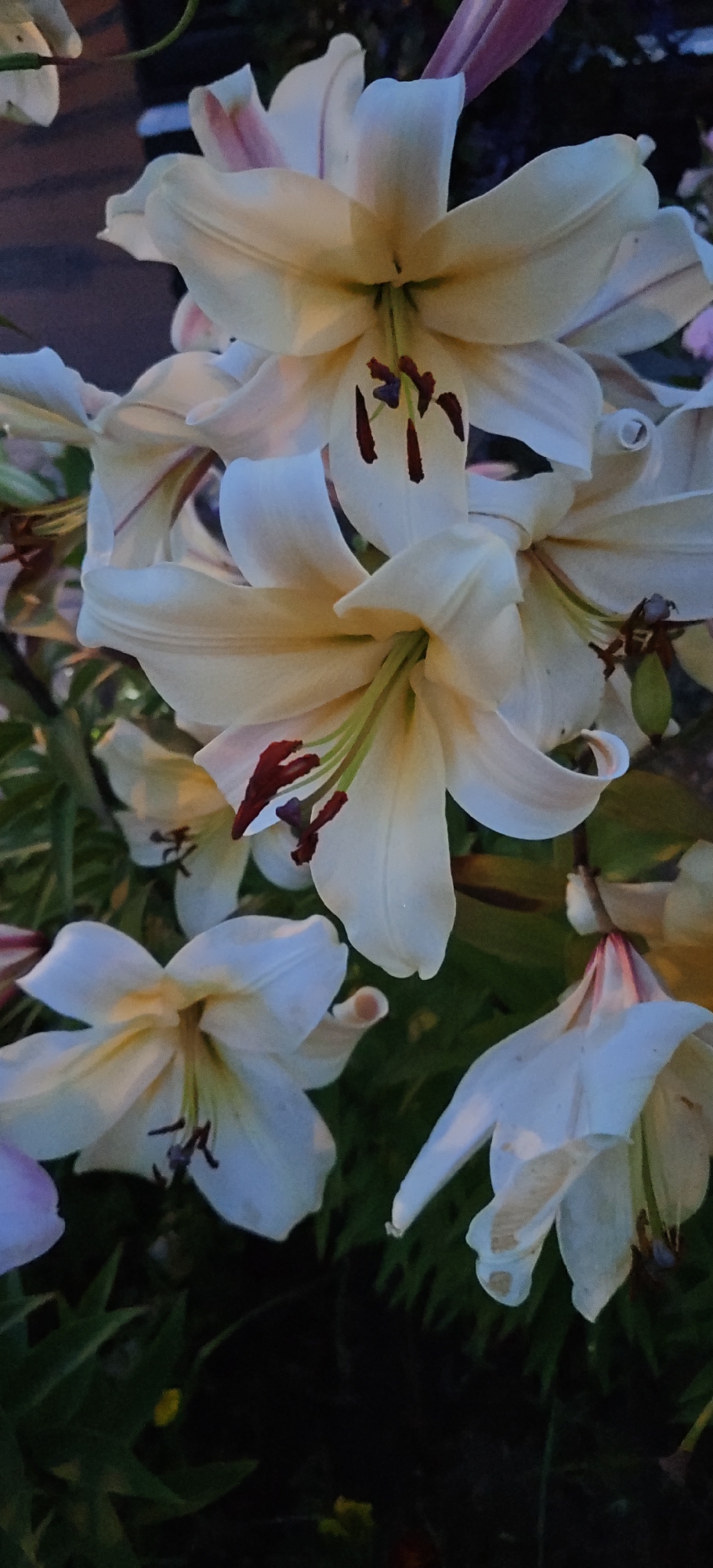 A close-up, low-angle shot captures a cluster of creamy white lilies with subtle yellow and pink accents. The lilies are in various stages of bloom, with some fully open, revealing deep maroon stamens tipped with purple anthers, and others still partially closed. The petals have a soft, velvety texture. The background is a dark, out-of-focus mix of green foliage and shadows, suggesting an outdoor setting. A hint of a brick-like pattern is visible in the upper left corner, indicating a possible paved area or wall. No people are present in the image. The scene is likely a garden or park within Noginsk, Russia, given the request.