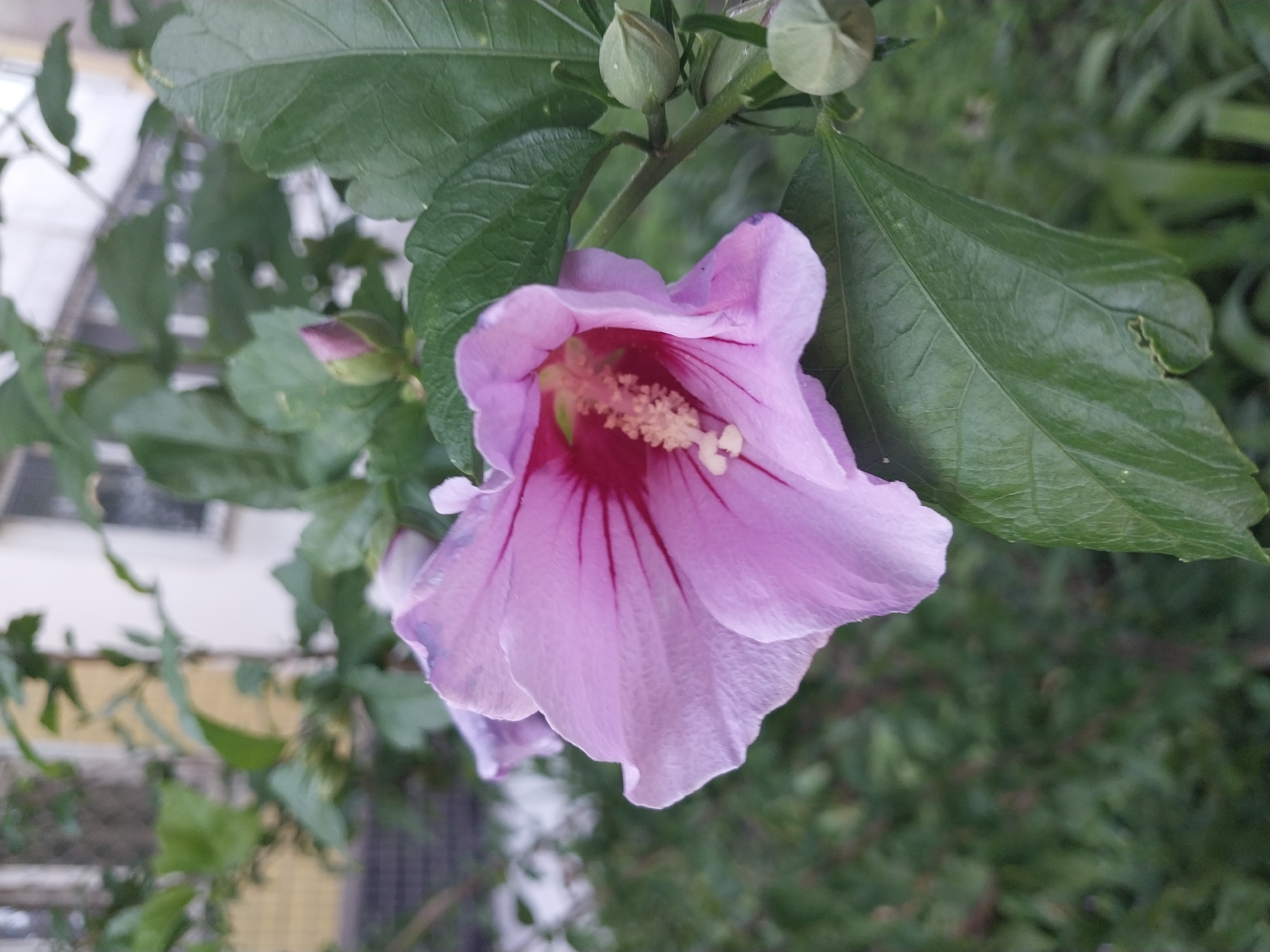 A close-up, slightly low-angle, eye-level shot captures a single, partially opened, light pink hibiscus flower in bloom. The flower is positioned to the left of the frame, angled slightly upwards and to the right. Its delicate petals, with visible veins, are a soft shade of pink, fading to a darker pink or magenta hue at the center. The stamen, a cluster of creamy white and pale yellow filaments topped with small, light-colored anthers, is visible within the flower's core.
Behind the flower, the background is filled with lush green foliage, indicating a garden or natural setting. Several dark green leaves of the hibiscus plant are prominent in the foreground, framing the flower. To the right of the flower, two unopened hibiscus buds, small and greenish-pink, are attached to a stem.
In the further background, a blurred residential building with light-colored walls and windows is visible, suggesting an urban or suburban environment. The overall impression is of a peaceful, natural scene within a developed area, likely a garden or courtyard in the city of Dnipro, Ukraine. No people or specific actions are depicted.