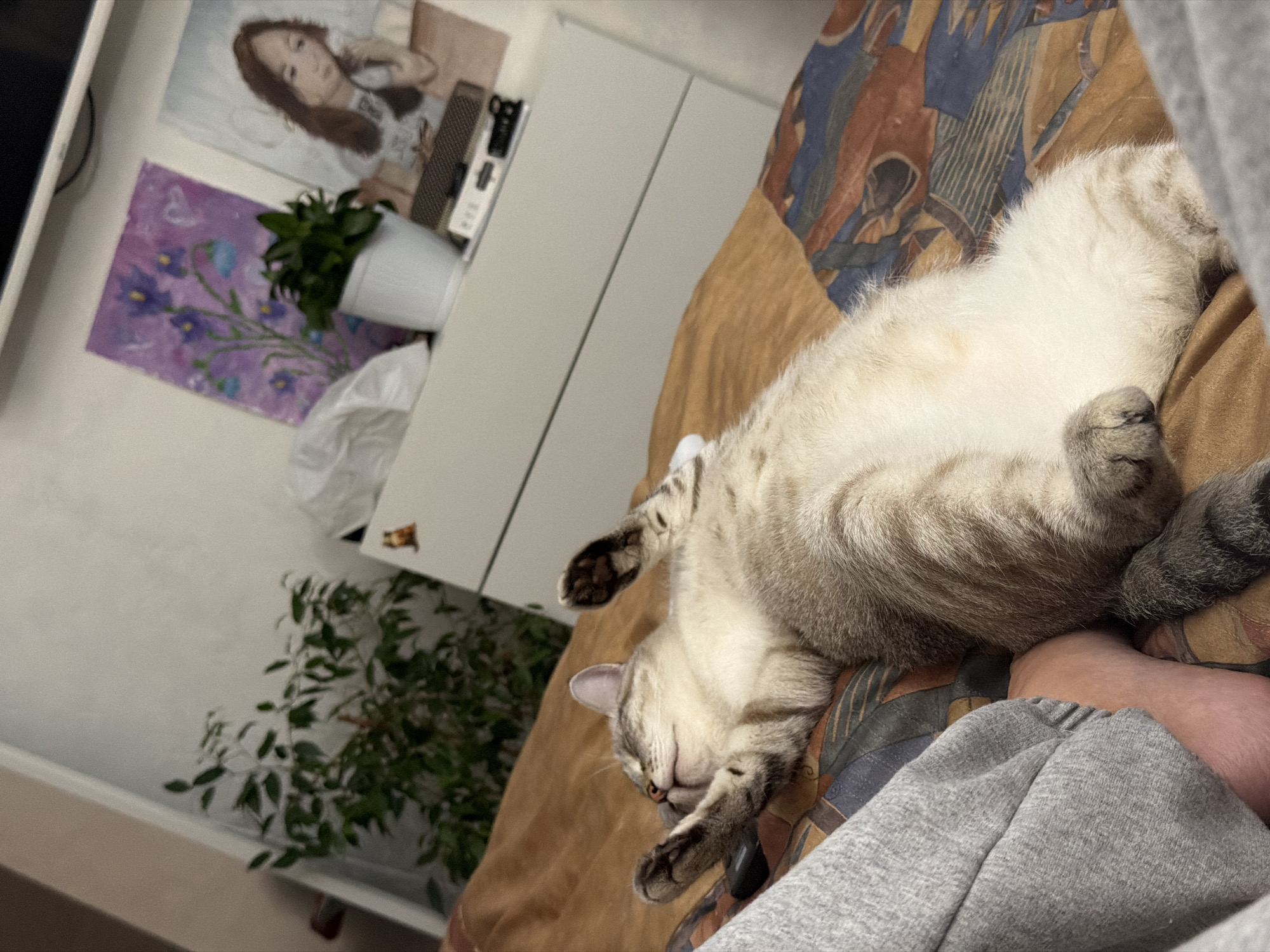 A cat is sleeping on a bed with a patterned quilt. The cat is light-colored with grey tabby markings. Its paws are extended and it is lying on its back. A person's foot and lower leg, clad in grey sweatpants, are visible next to the cat. In the background, a white cabinet or dresser is present, with a framed picture of a woman hanging on the wall above it. A potted plant is also visible on the cabinet, and another plant is on the floor to the left. The setting appears to be indoors, likely a bedroom. The lighting suggests it might be daytime.