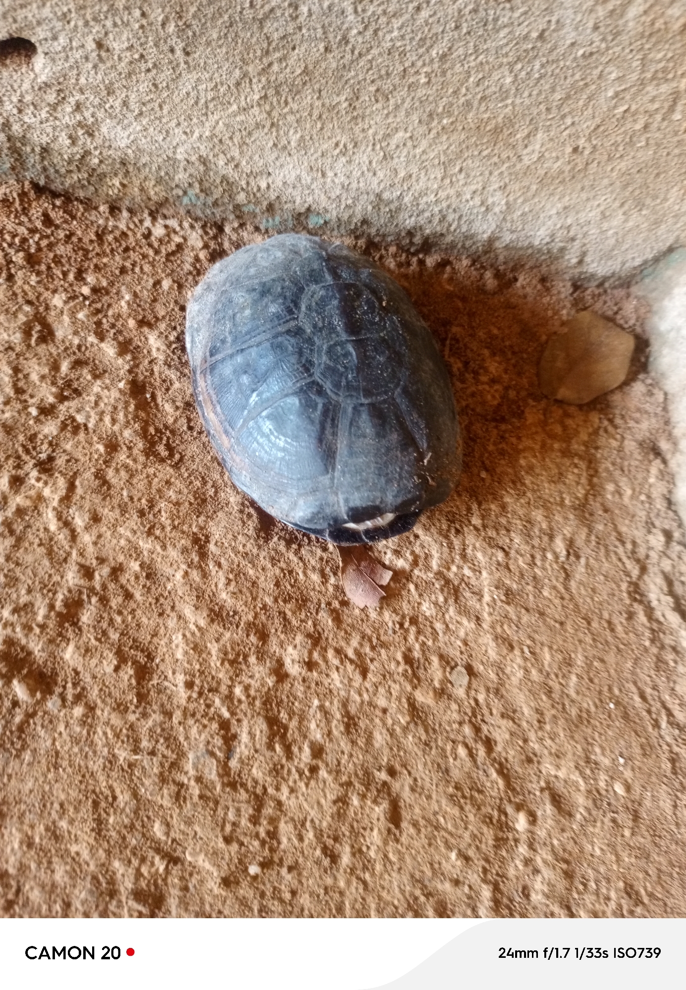 This is a photograph of a turtle. The turtle is the primary subject and is positioned in the center of the frame. Its shell is dark and appears to be textured, with visible scutes. The turtle is resting on a surface composed of soil and what appears to be a rough, textured ground, possibly concrete or packed earth. The lighting suggests it is daytime, with some shadows present, indicating natural light. There is no discernible weather or specific emotional expression visible, as the turtle is facing away from the camera and its features are not prominent.
Visible text in the image includes "CAMON 20" with a red dot to its right, and "24mm f/1.7 1/33s ISO739" which provides photographic metadata. The background is out of focus, but the textures suggest an outdoor or naturalistic setting, possibly a garden, path, or unpaved area. The overall impression is a still-life composition focusing on the texture and form of the turtle and its environment.