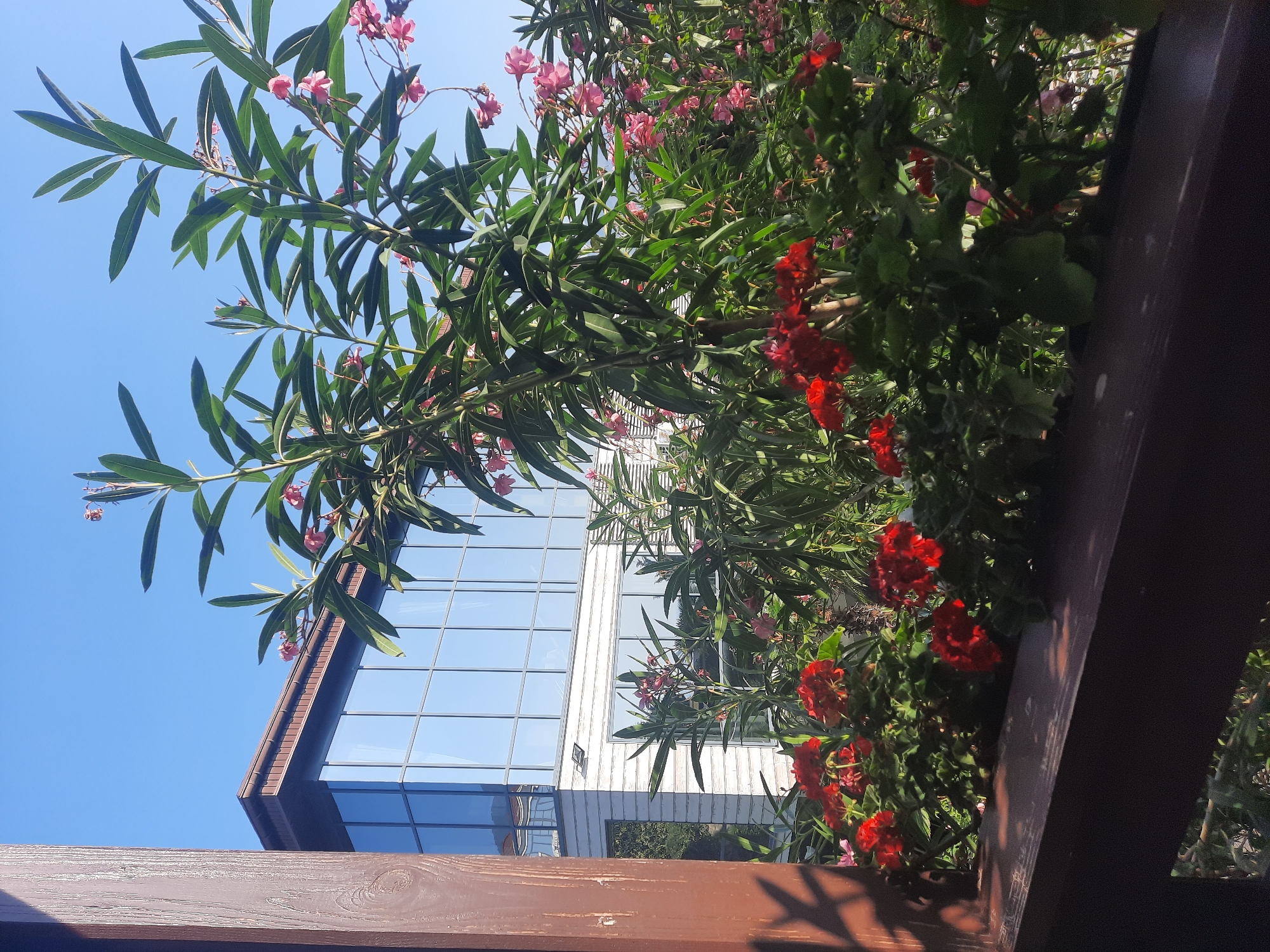 This image captures a sunlit scene featuring a modern building with a glass facade and white siding, partially obscured by lush green foliage and vibrant red and pink flowers in planters. The building has a dark brown roofline. A dark brown wooden railing is visible in the foreground, casting a shadow. The sky is clear and blue. The location is unknown.
